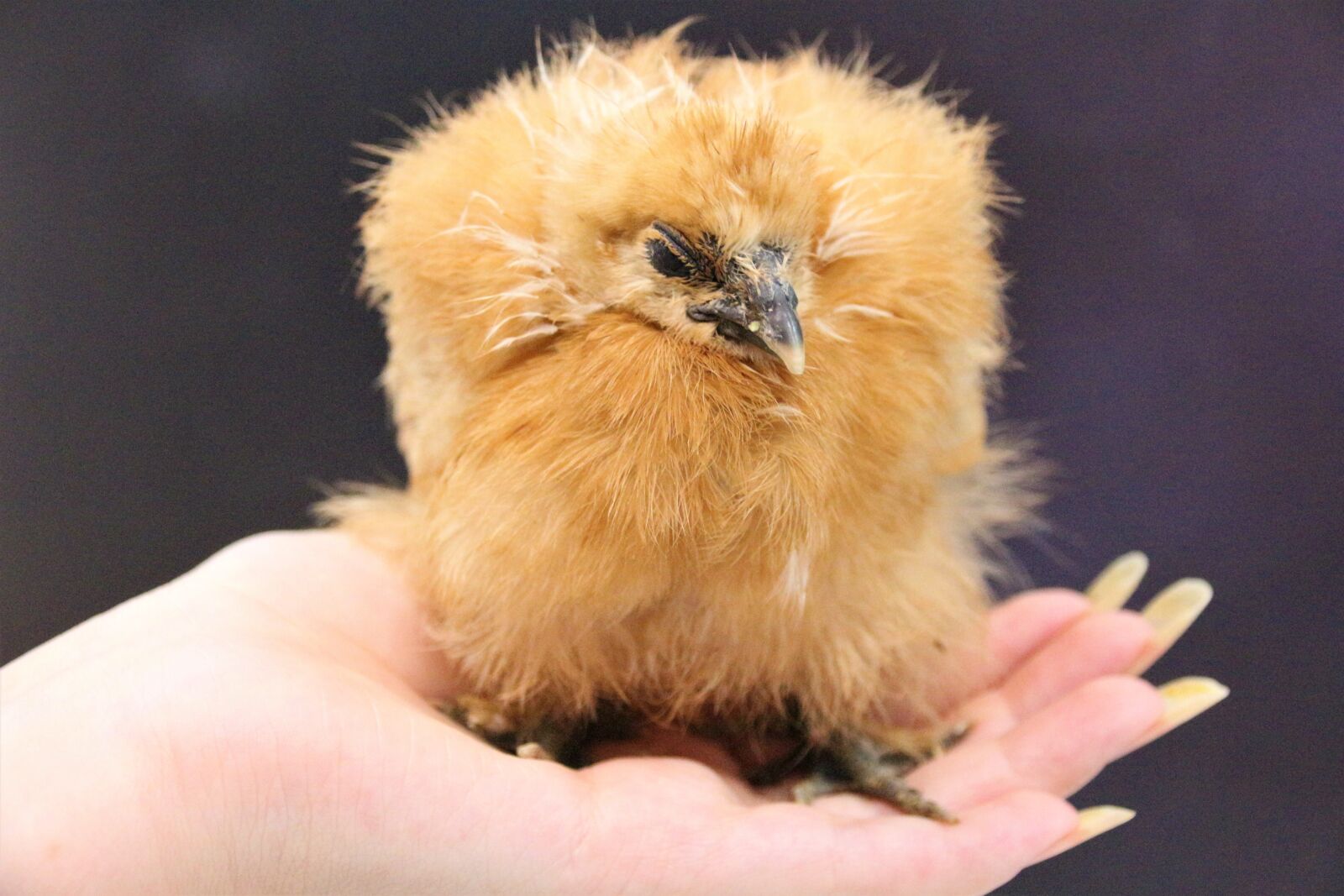 Canon EOS 700D (EOS Rebel T5i / EOS Kiss X7i) sample photo. Chicken, hen, poultry photography