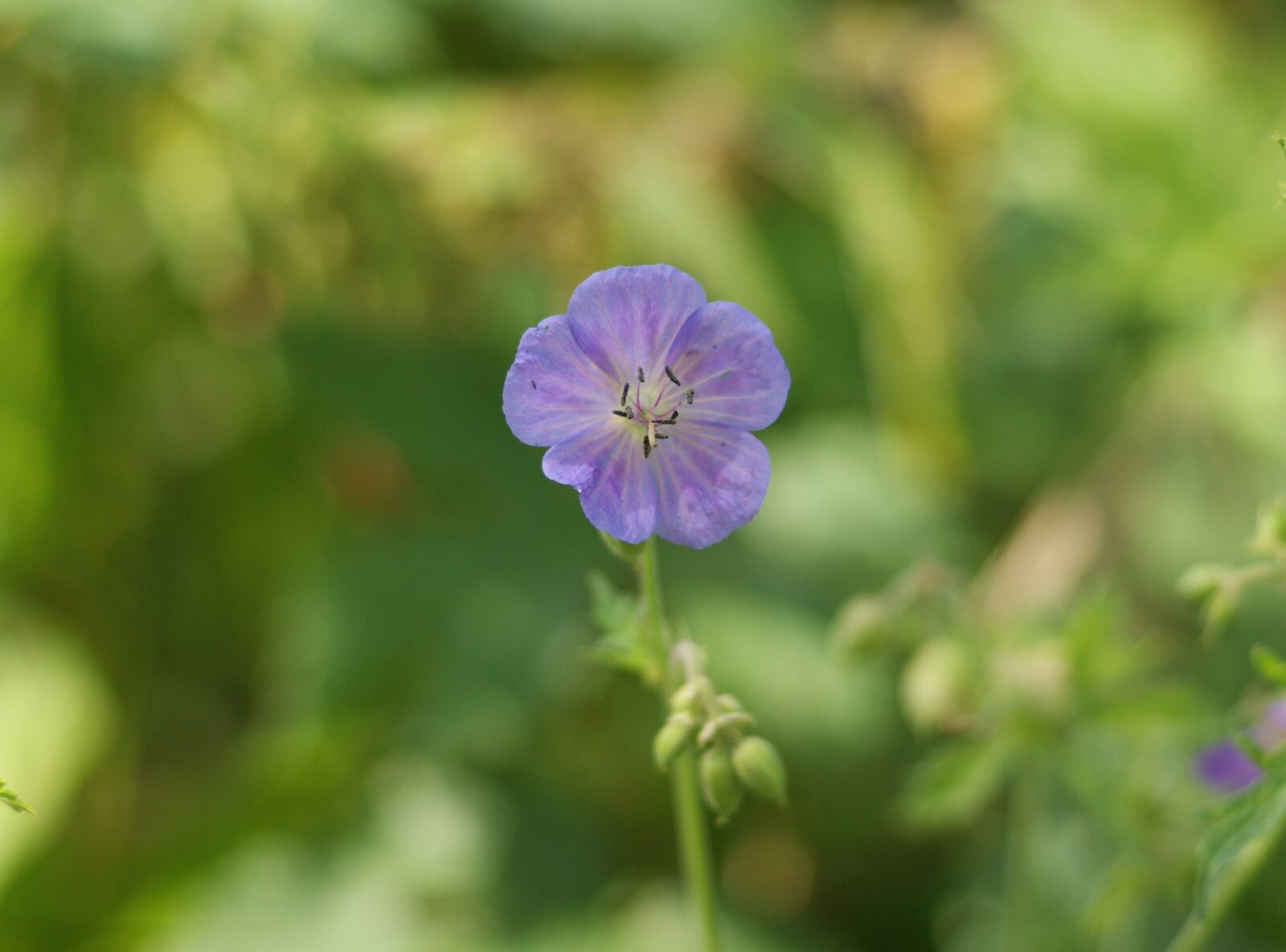 Sony Alpha DSLR-A290 sample photo. Geranium, meadow, flower photography