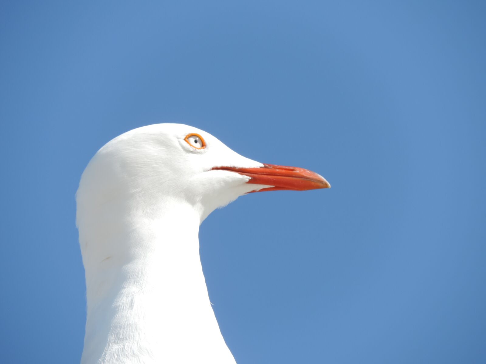 Nikon Coolpix P520 sample photo. Seagull, seabird, bird photography