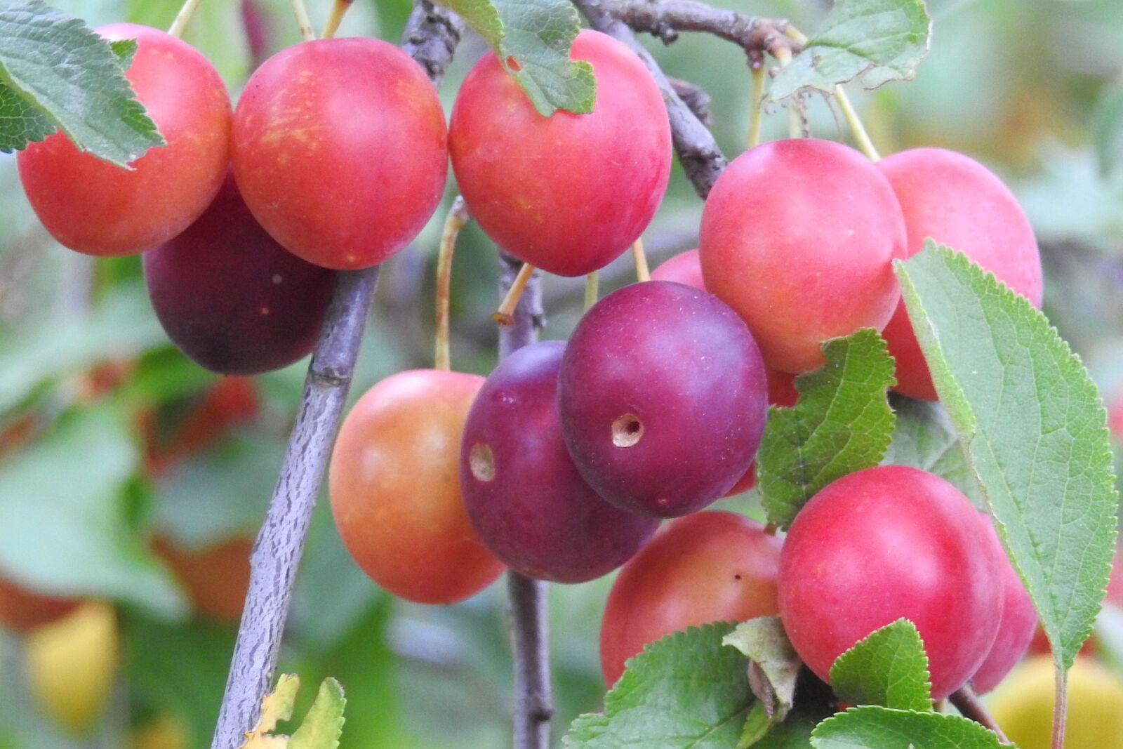 Nikon Coolpix P900 sample photo. Cherry plum, yellow plums photography