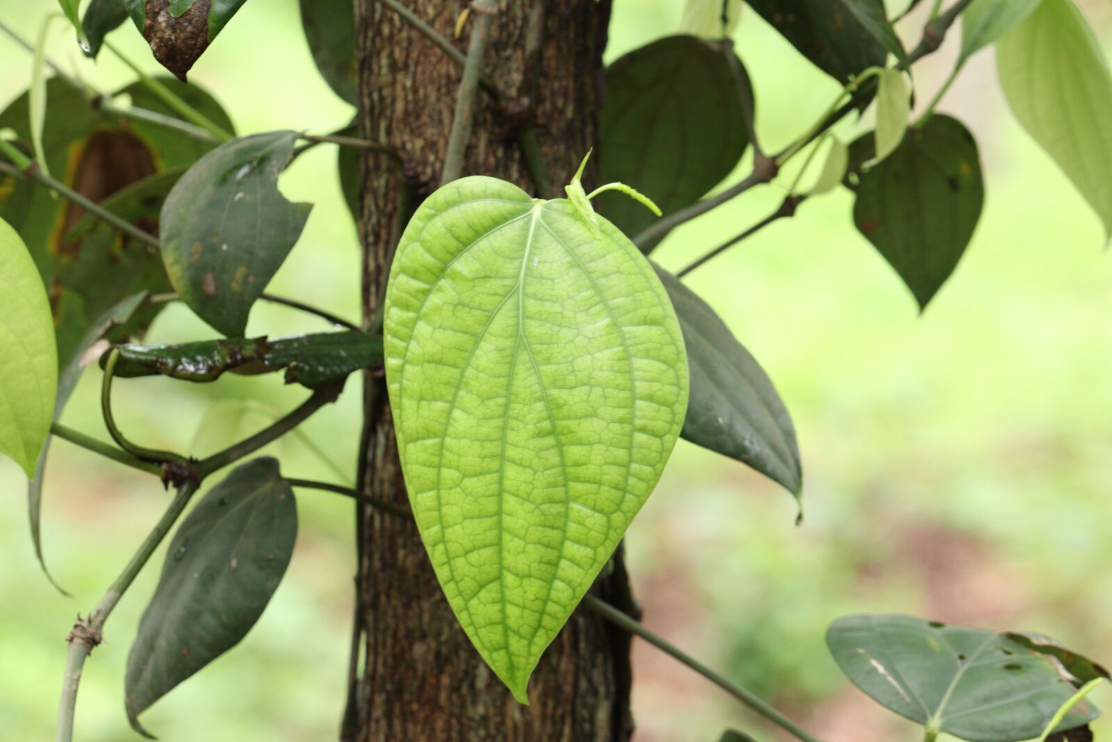 Canon EOS 250D (EOS Rebel SL3 / EOS Kiss X10 / EOS 200D II) sample photo. Leaf, nature, green photography