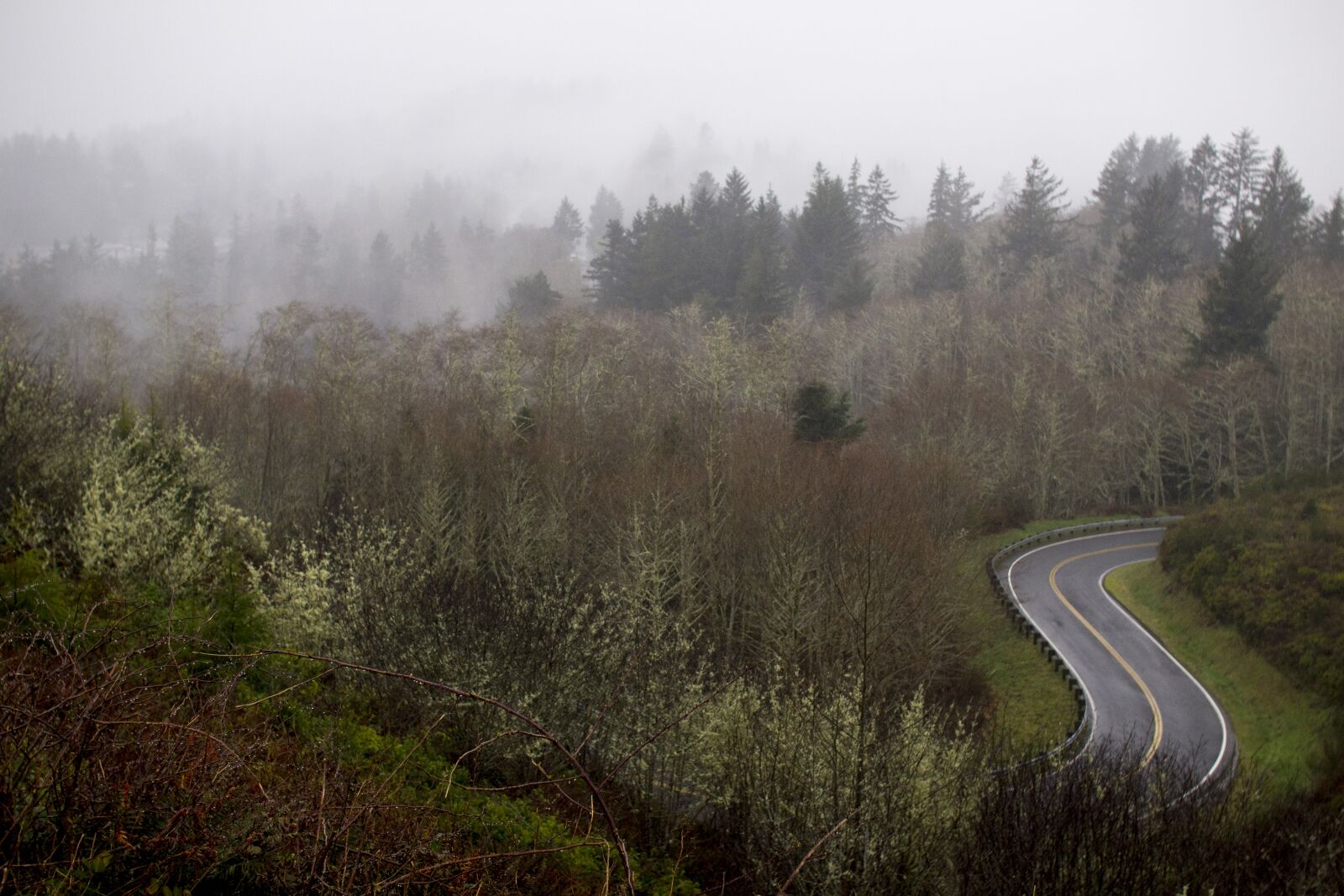 Canon EOS 550D (EOS Rebel T2i / EOS Kiss X4) sample photo. Road, fog, forest photography