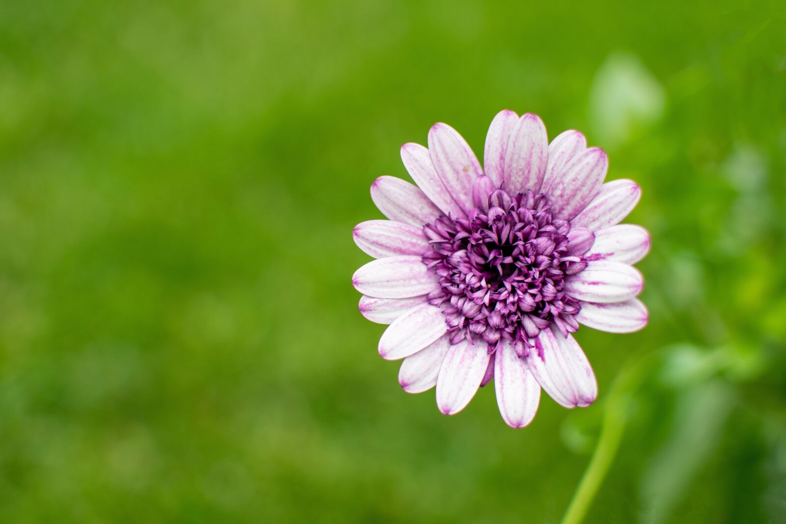 Nikon D500 sample photo. Flower, the petals, blooms photography