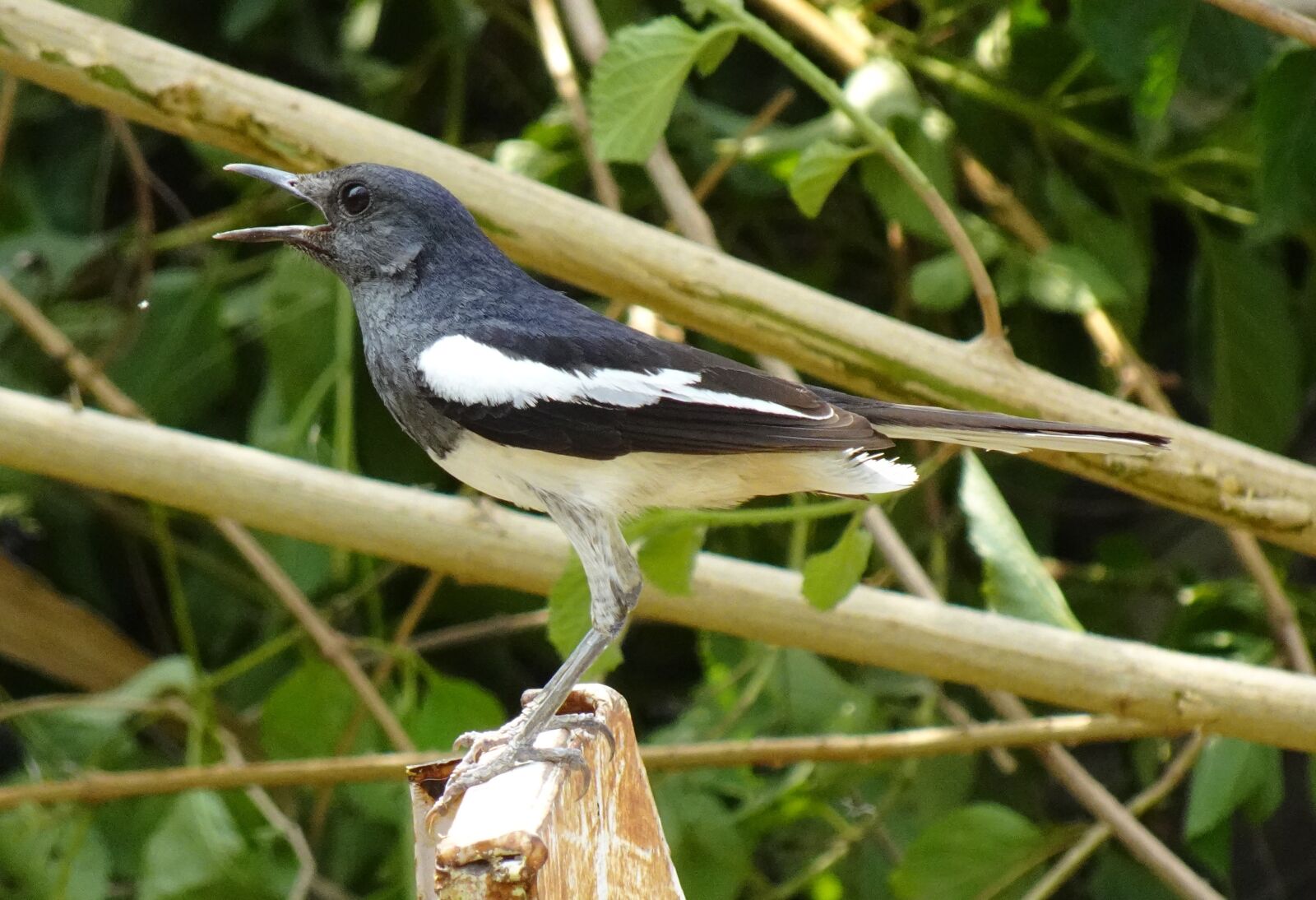Sony DSC-WX800 sample photo. Bird, magpie, robin photography