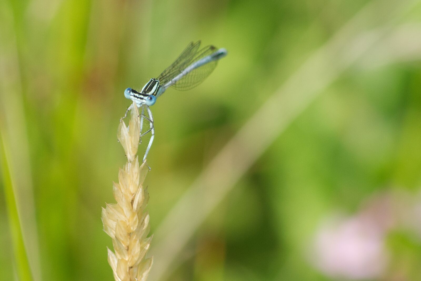 Pentax K-5 II sample photo. Blue breedscheenjuffer, dragonfly, nature photography