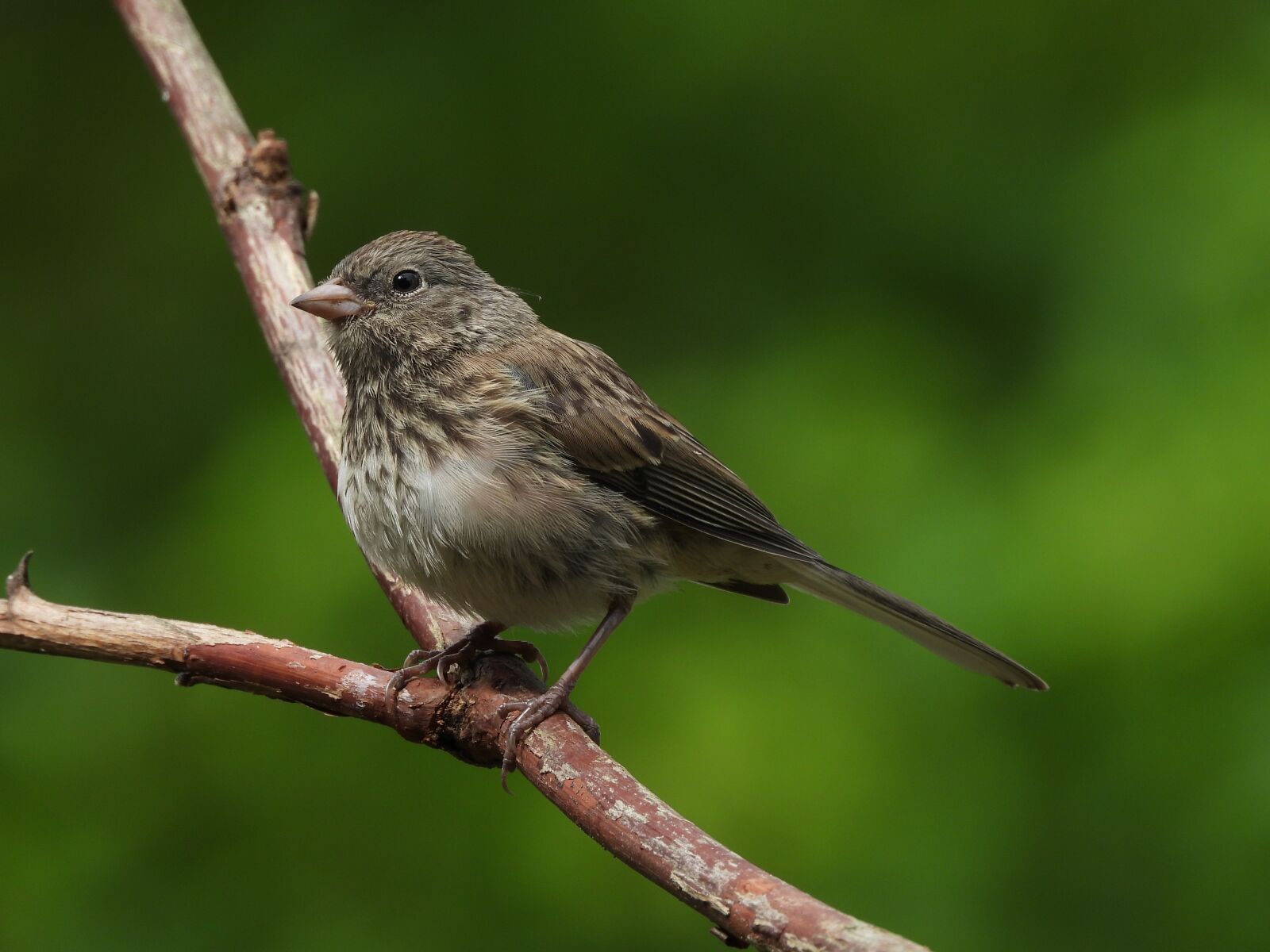 Nikon Coolpix P1000 sample photo. Sparrow, bird, animal photography