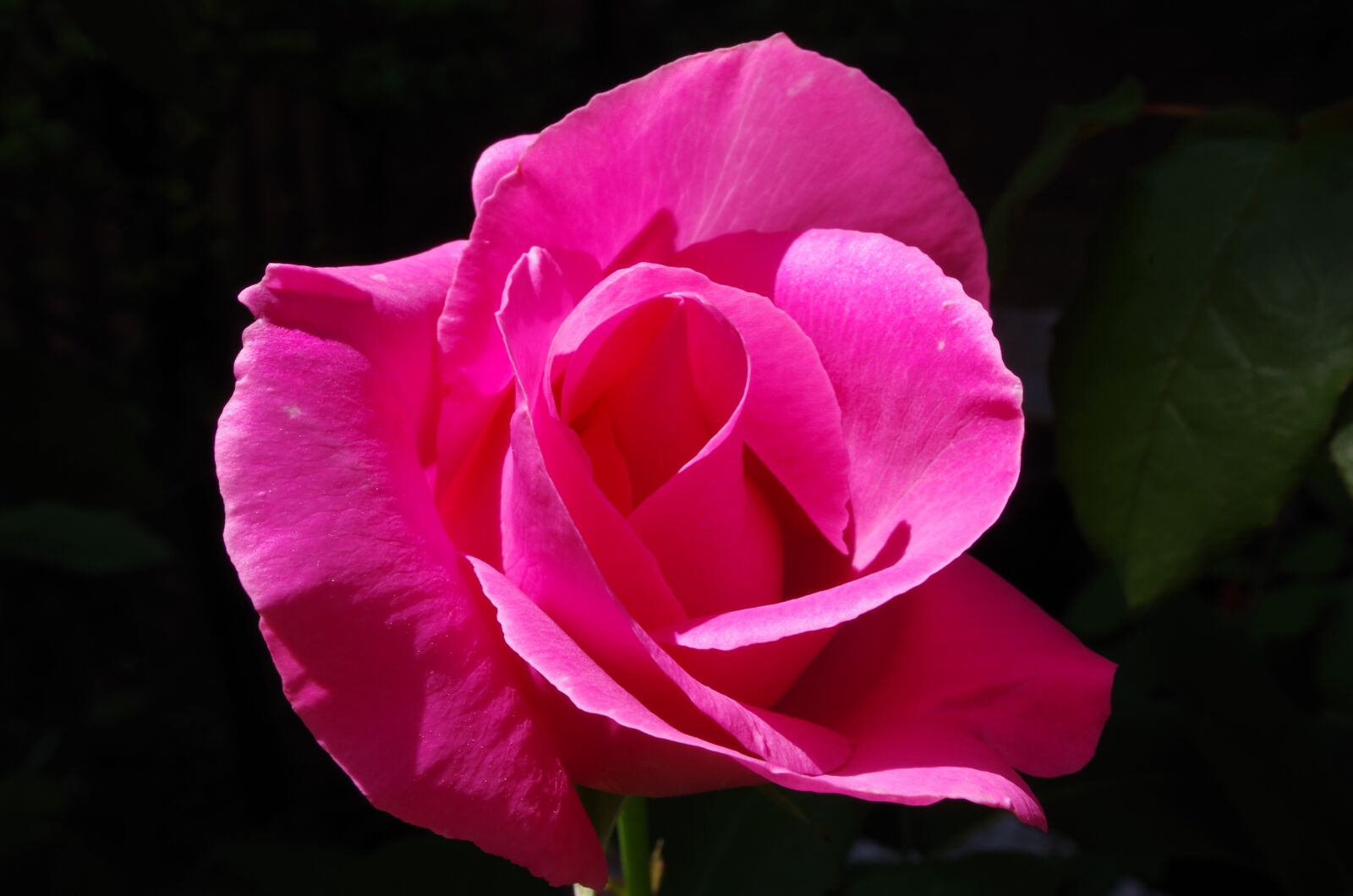 Pentax K-50 sample photo. Flower, rosa photography