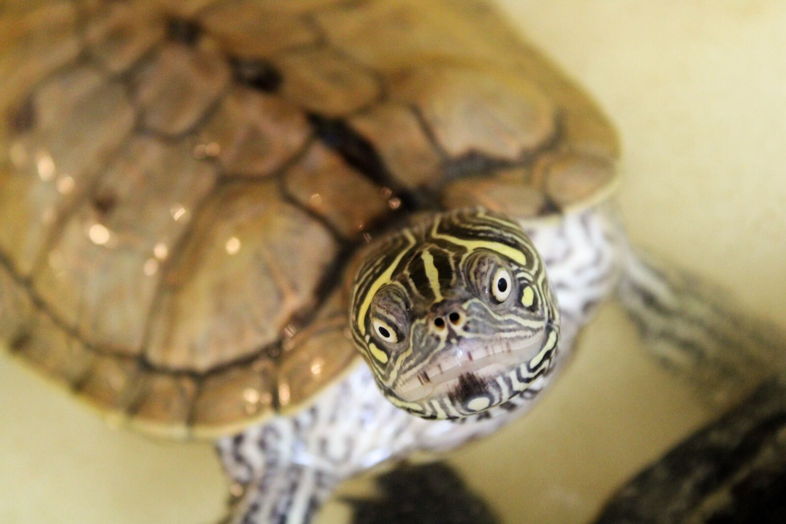 Canon EOS 2000D (EOS Rebel T7 / EOS Kiss X90 / EOS 1500D) sample photo. Turtle, reptile, water photography