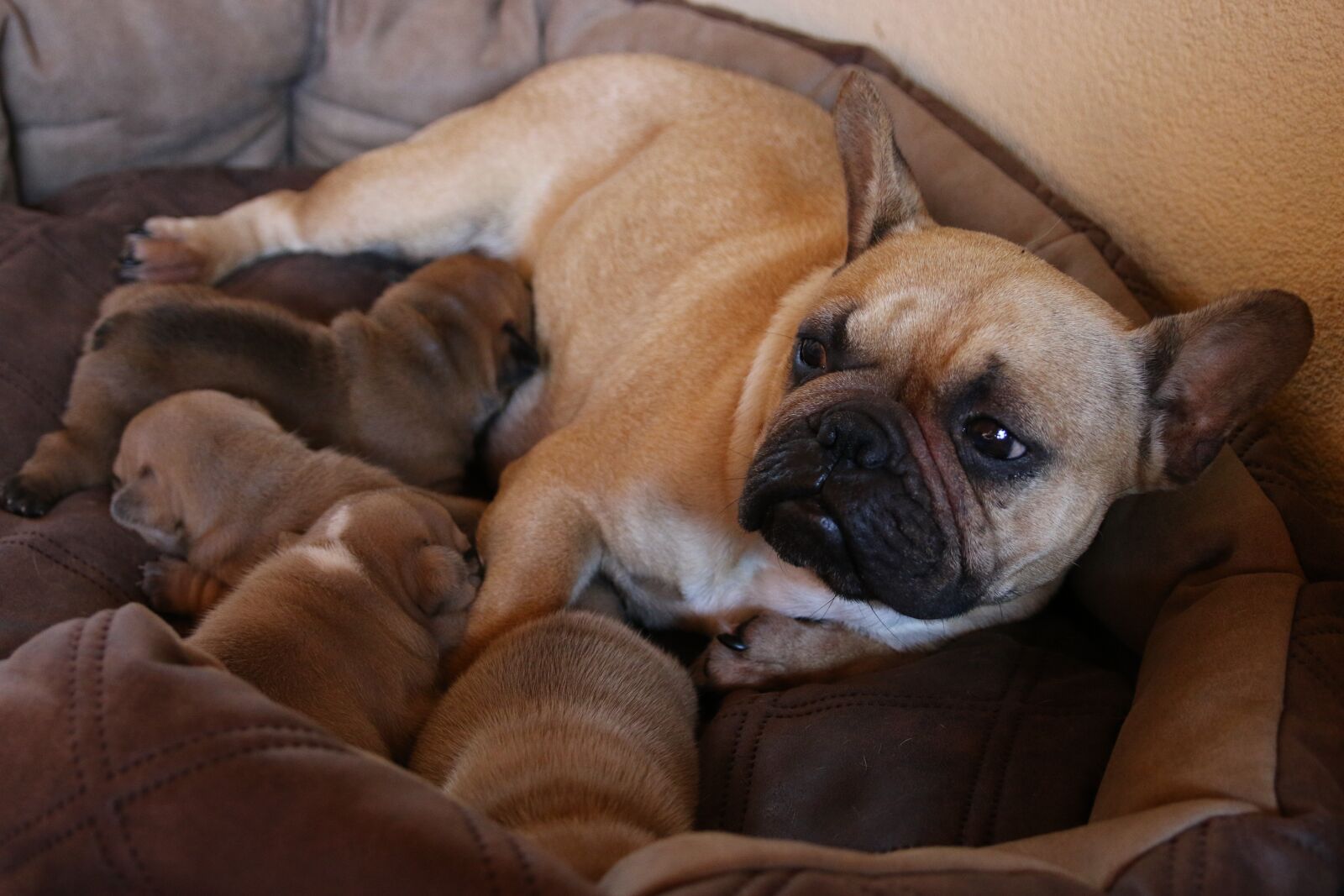 Canon EOS 70D sample photo. French, dog, pet photography
