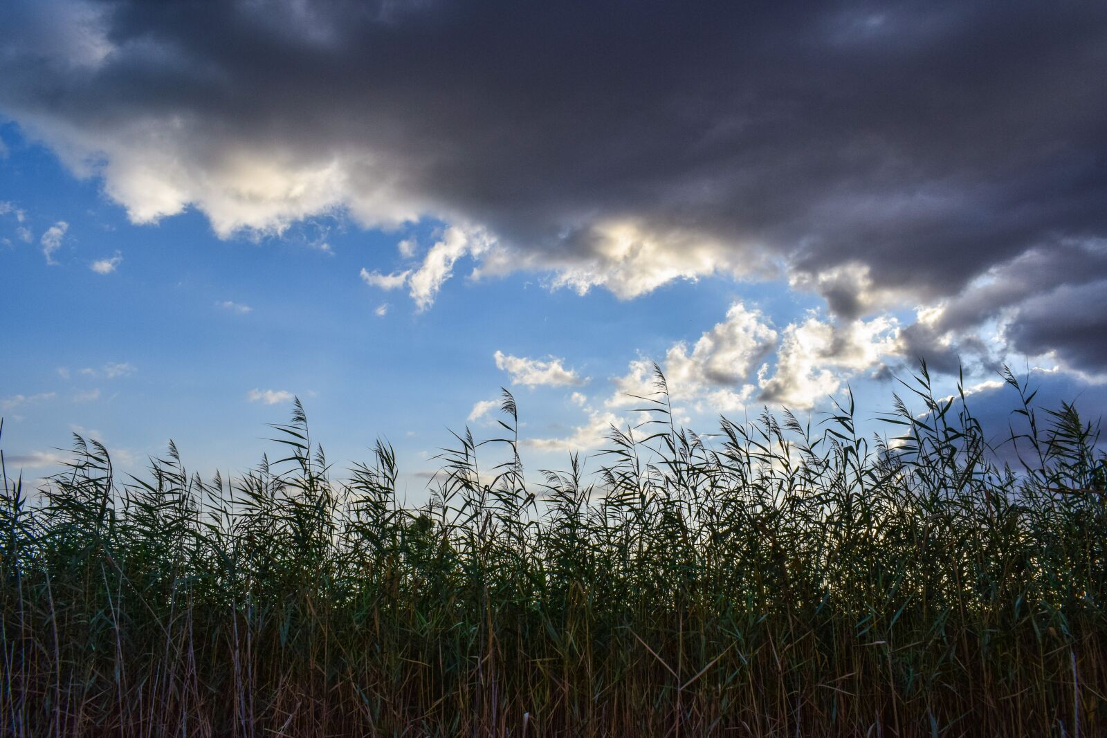 Nikon D3300 sample photo. Reeds, swamp, sky photography