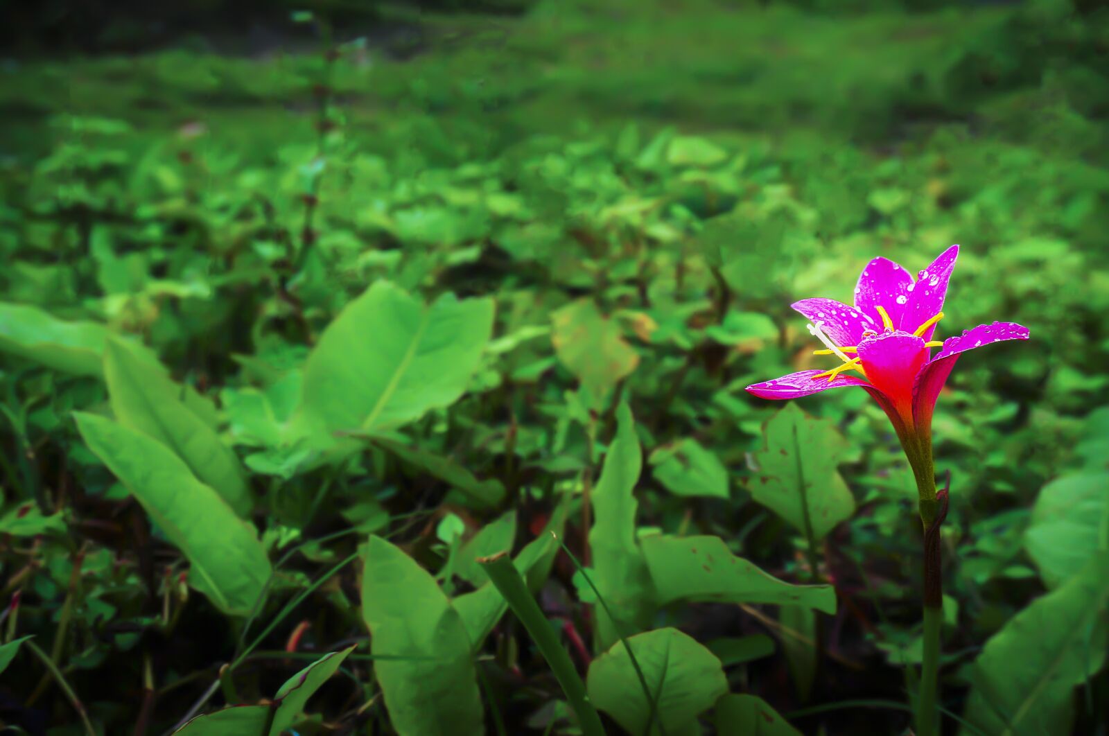 Sony Alpha NEX-5T sample photo. Flower, garden, blooming photography