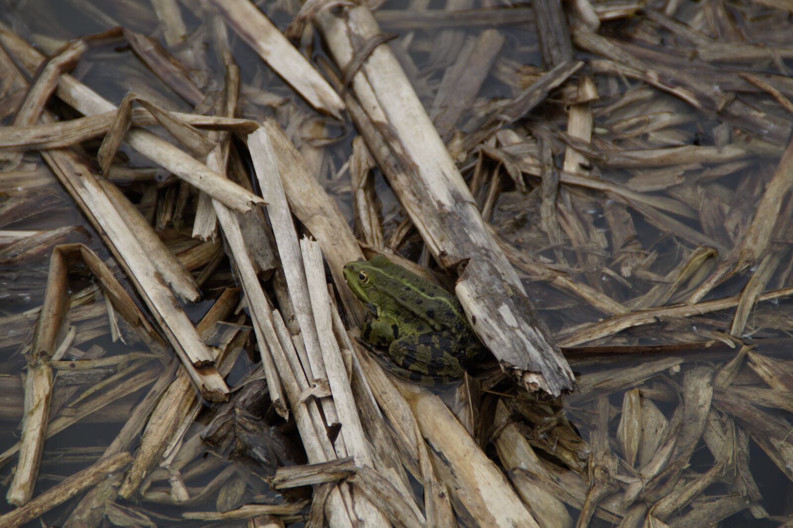 Sony SLT-A58 sample photo. Bank, pond, pond shore photography