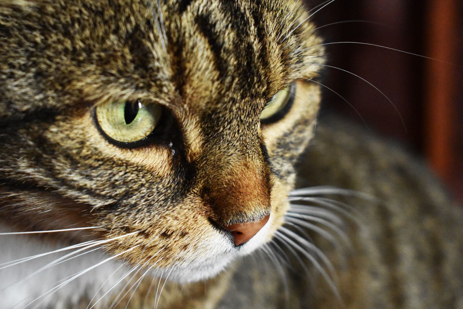 Nikon D3400 sample photo. Cat, animal, pet photography