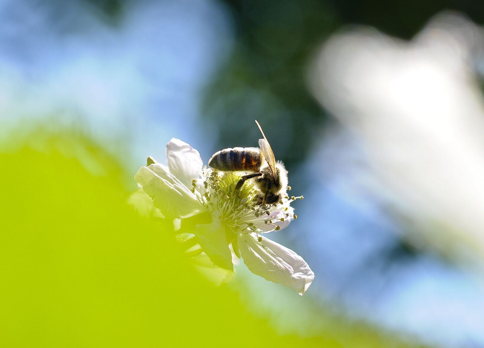 Nikon D90 sample photo. Bee, blossom, bloom photography