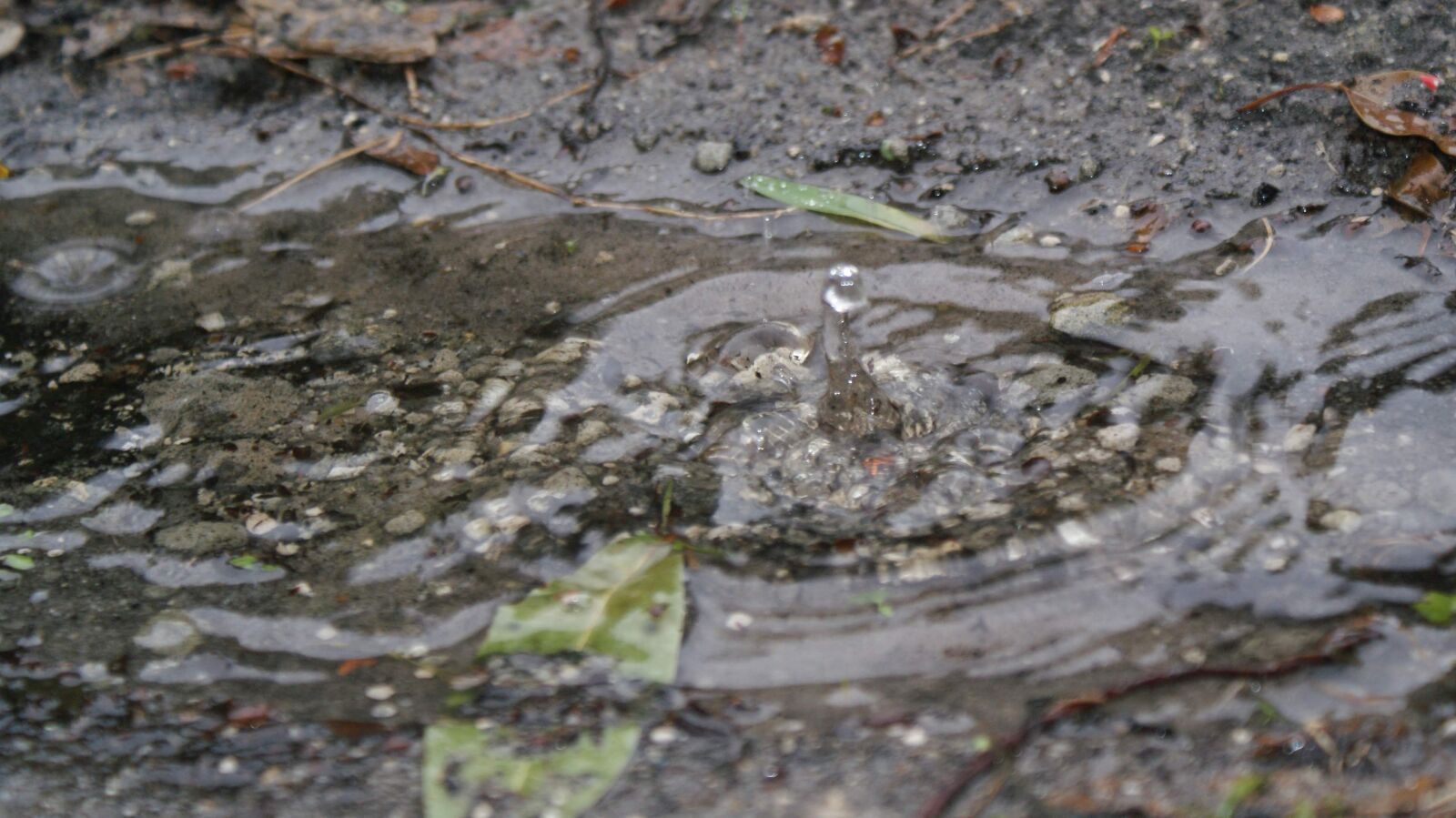 Sony Alpha DSLR-A300 sample photo. Rain, water, wet photography