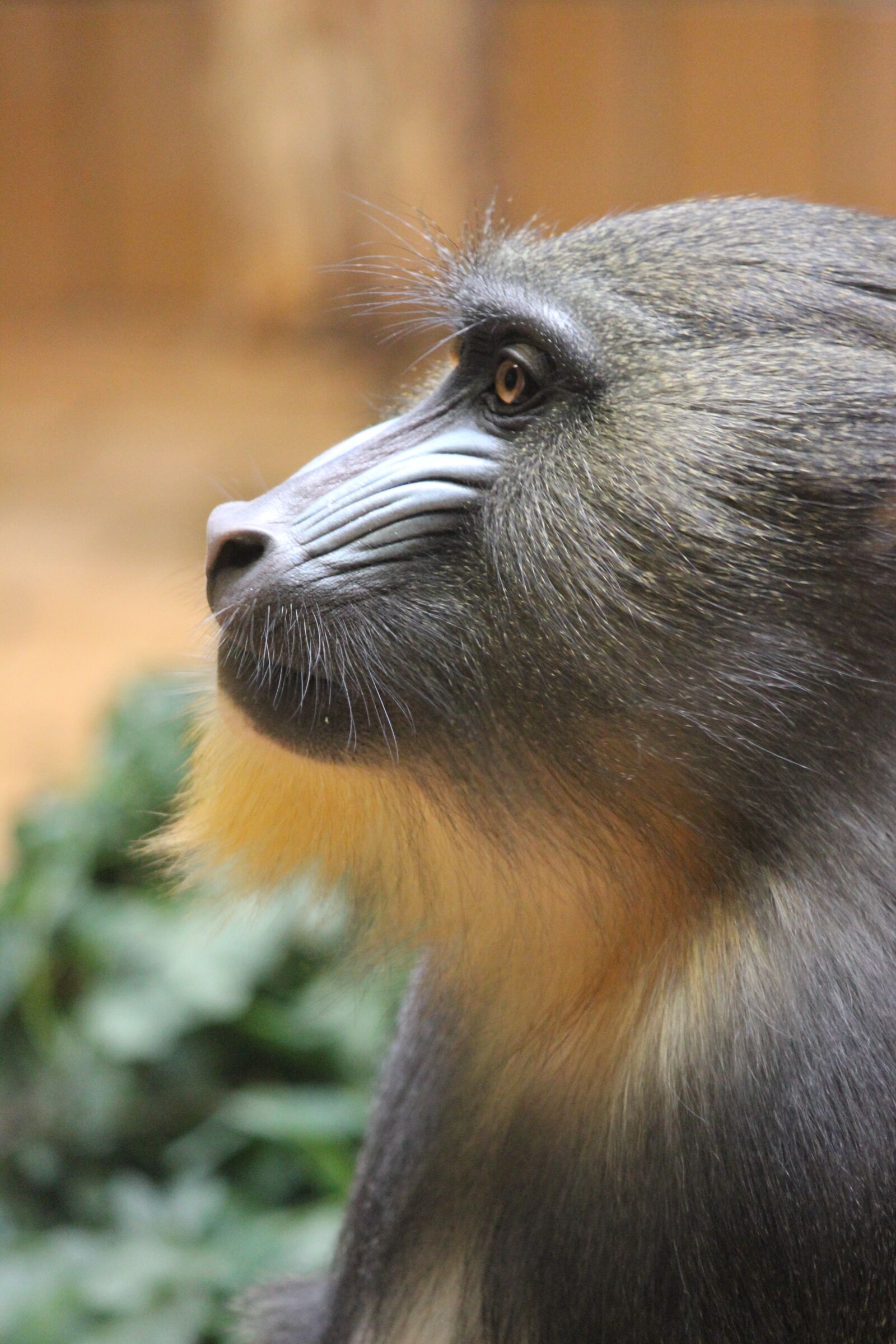Canon EOS 550D (EOS Rebel T2i / EOS Kiss X4) sample photo. Animal world, animal, monkey photography