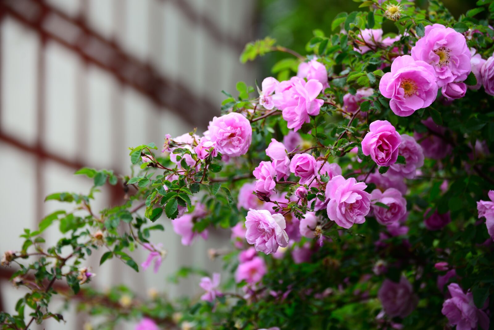 Nikon D610 sample photo. Roses, rosebush, pink photography