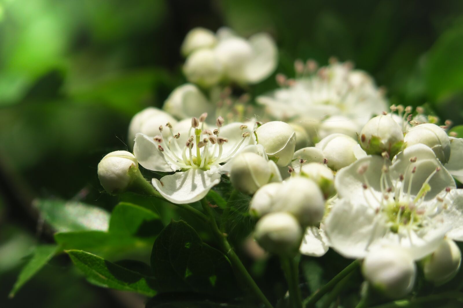 Canon PowerShot G3 X sample photo. Hawthorn, hawthorn flower, flowers photography