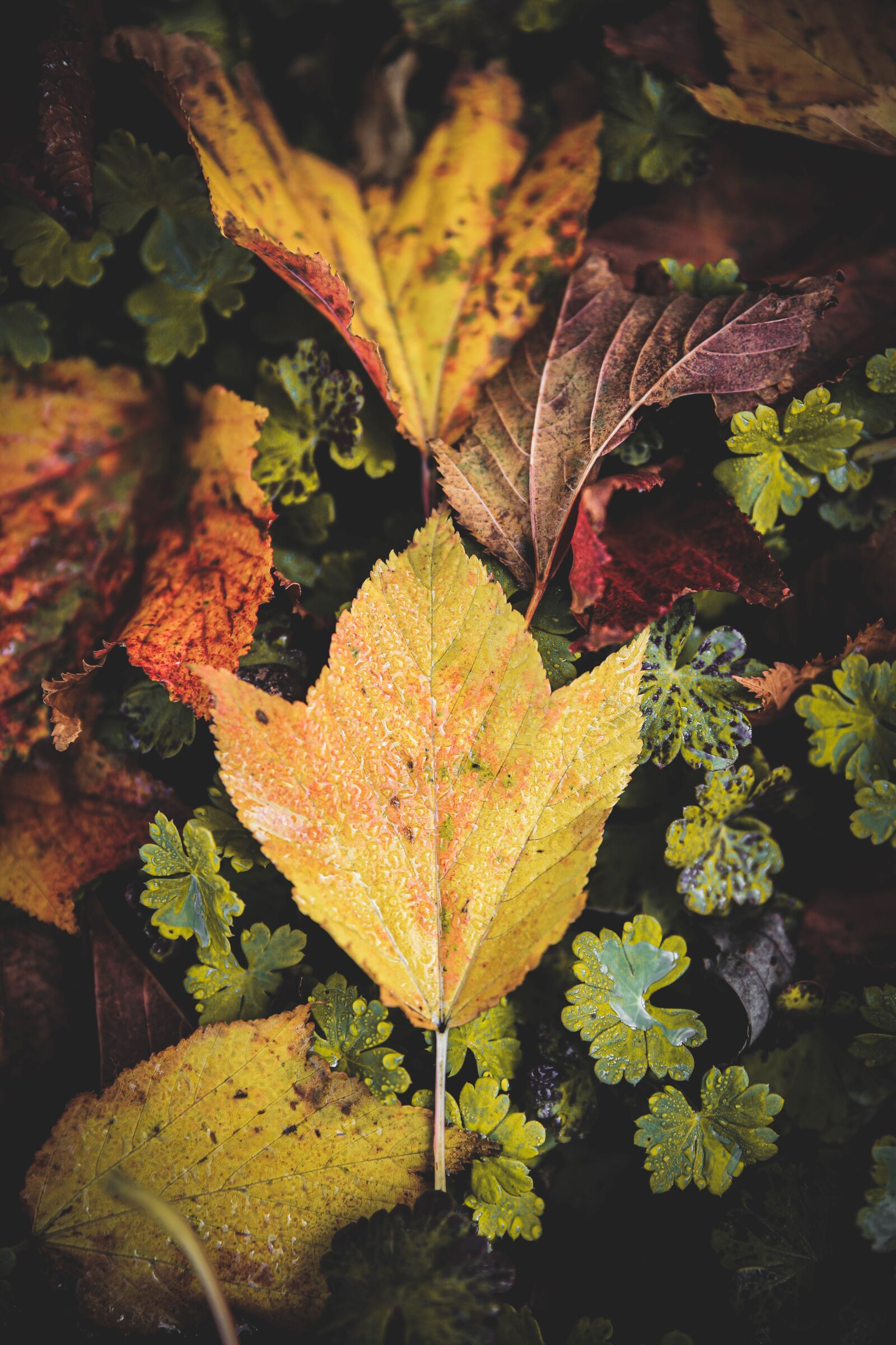 Canon EOS 6D Mark II sample photo. Autumn leaves, japan, foreign photography