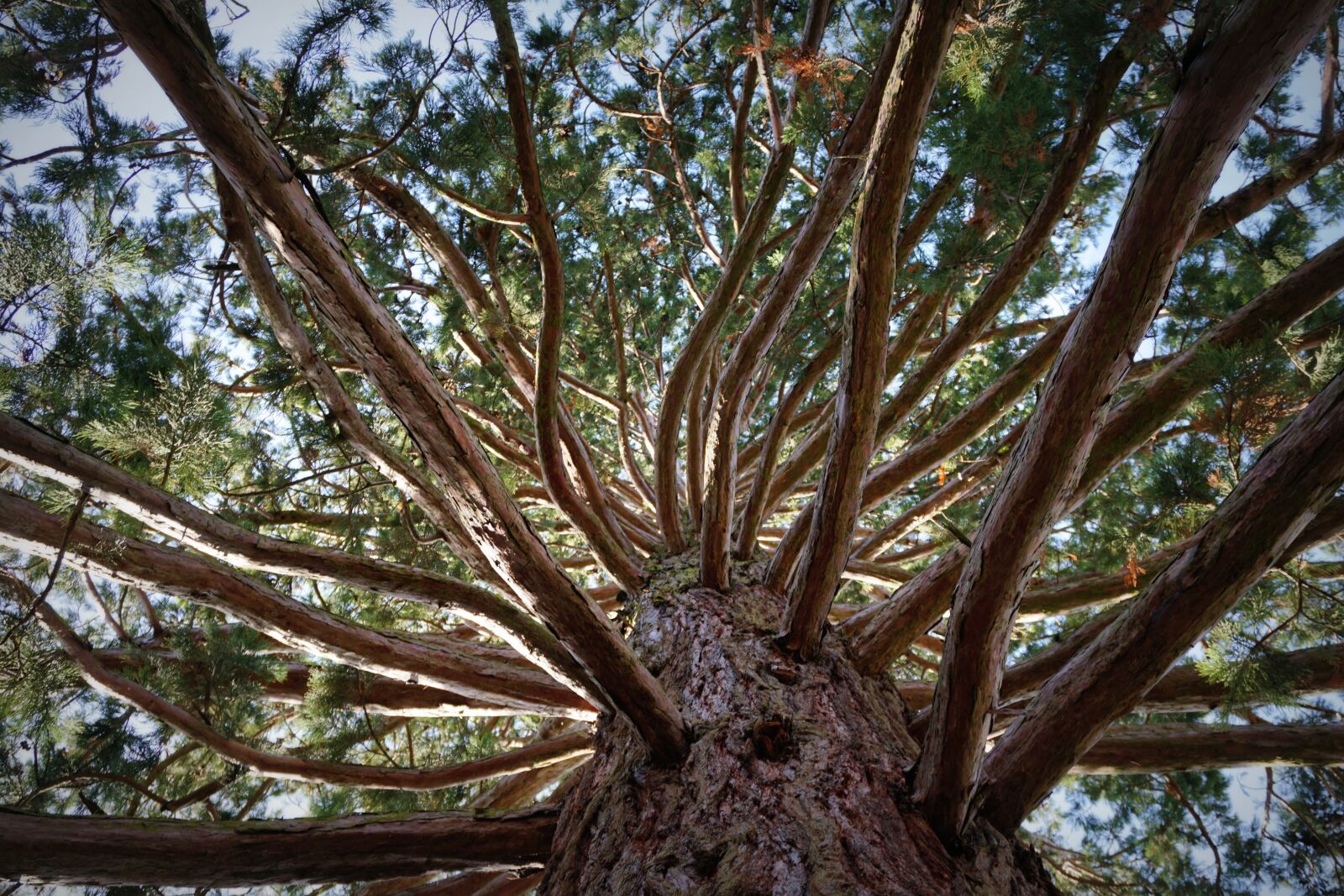 Sony a6000 sample photo. Tree, many branches, struwwelpeter photography