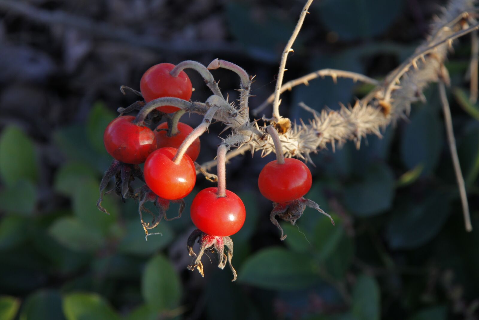 Canon EOS 50D sample photo. Red, wild berries, red photography