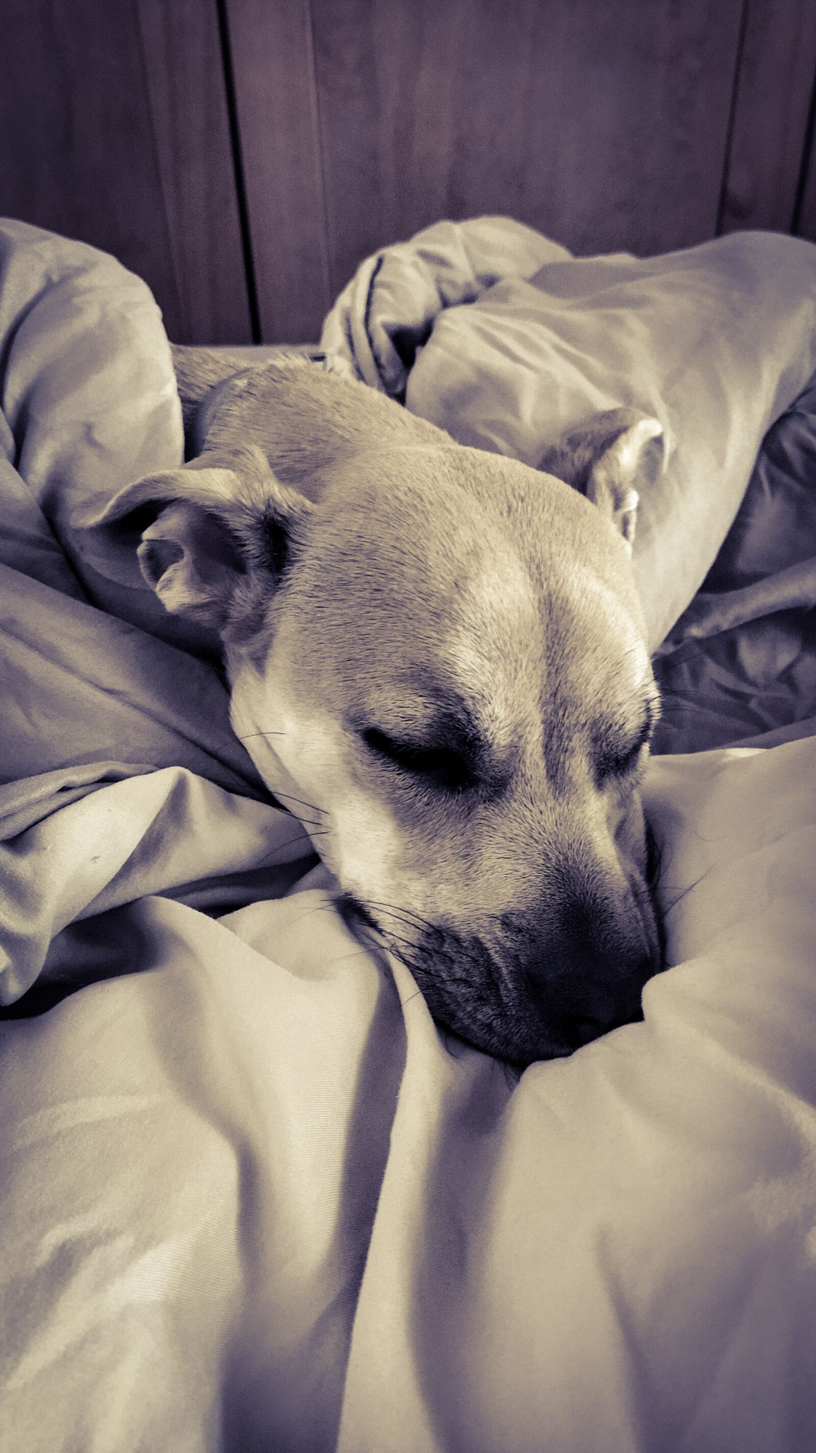 Xiaomi Mi A3 sample photo. Dog, pet, dog asleep photography