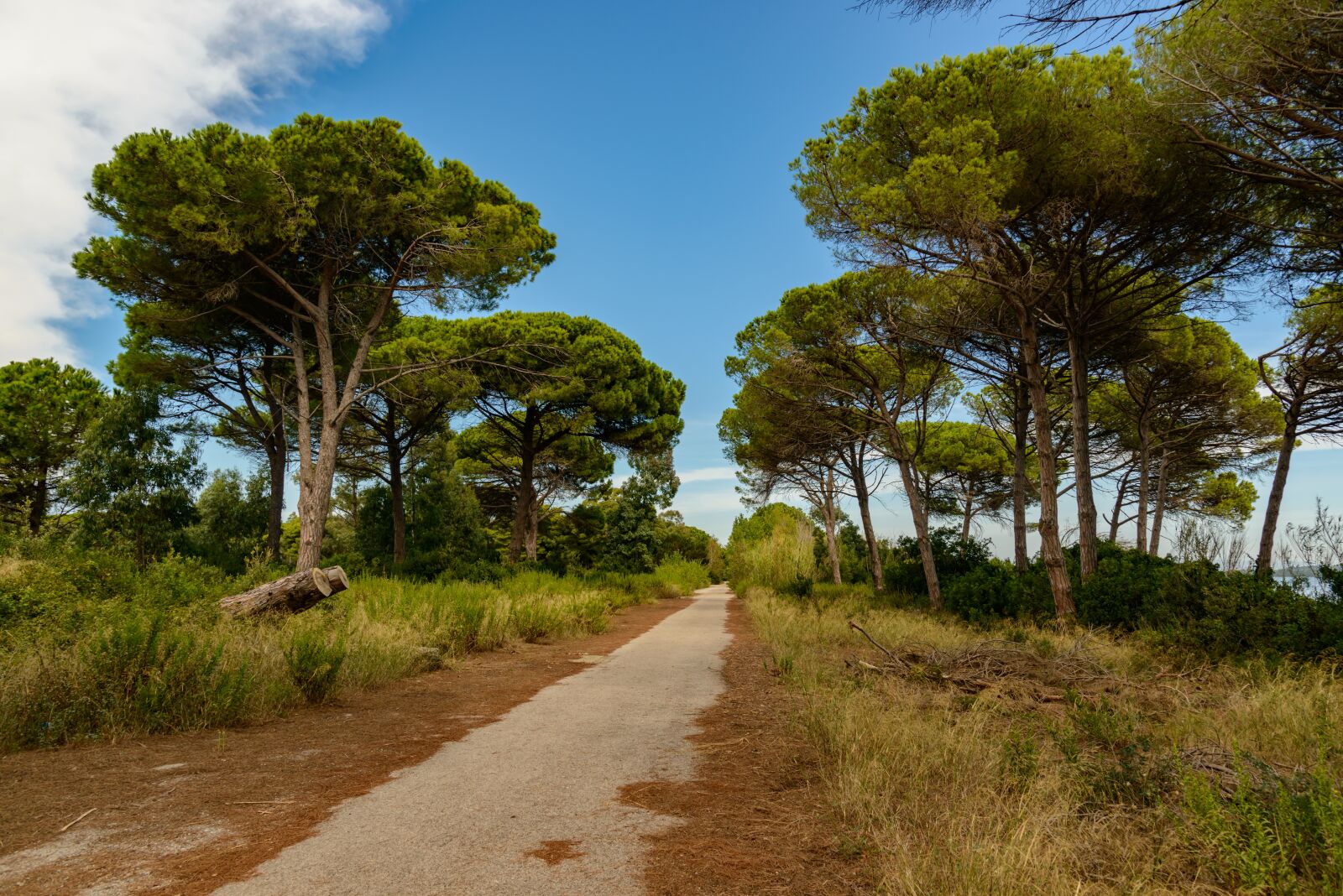 Nikon D800E sample photo. Nature, landscape, park photography