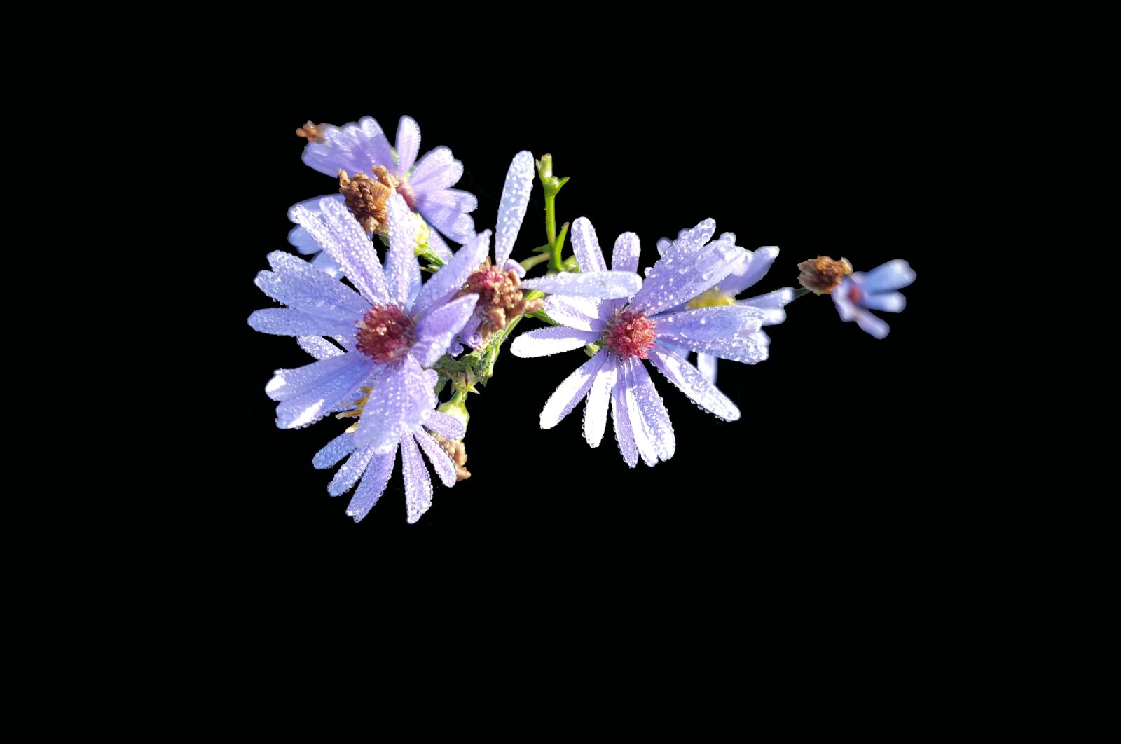 Samsung Galaxy S6 sample photo. Symphyotrichum laeve, smooth aster photography