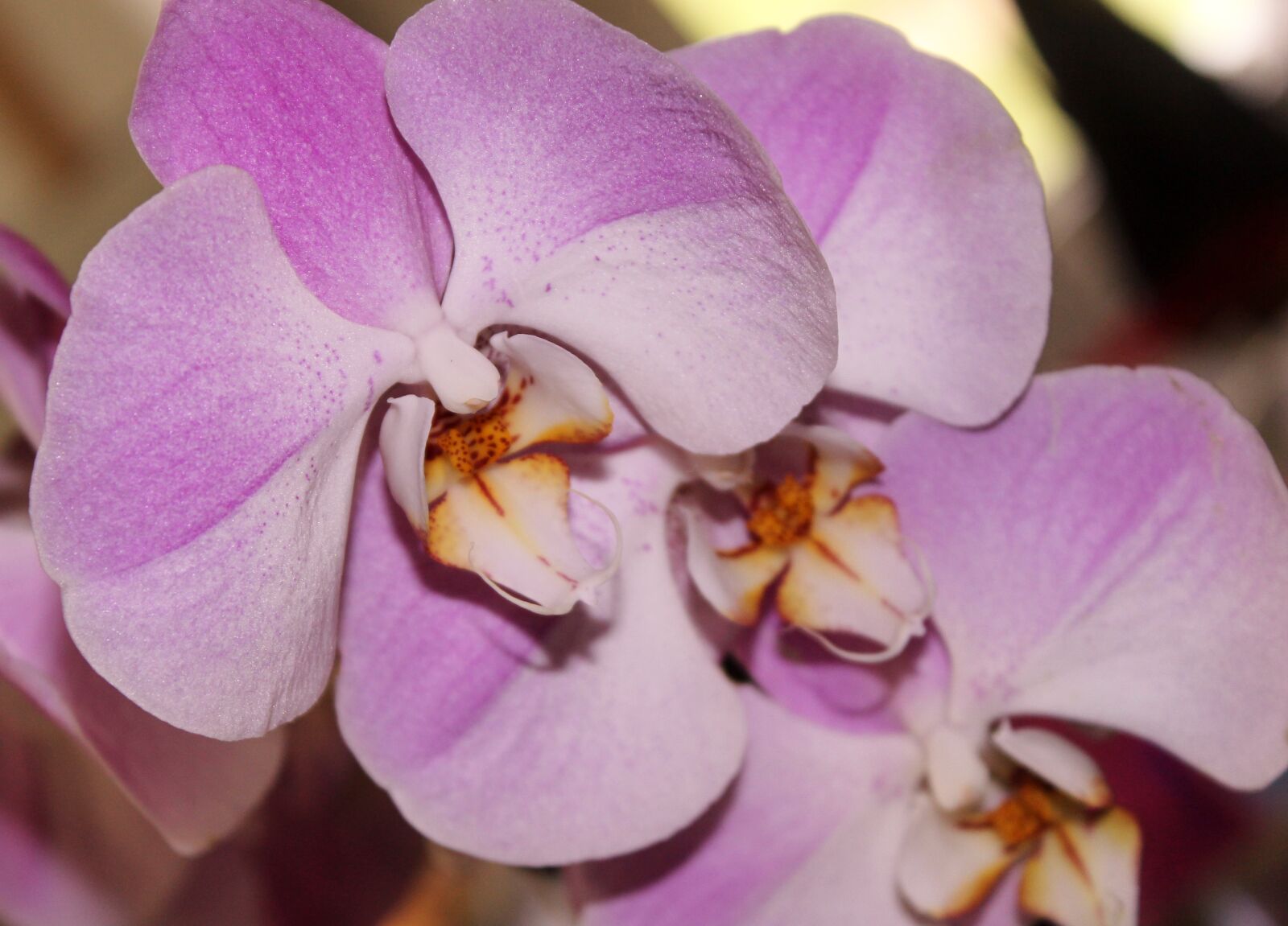 Canon EOS 600D (Rebel EOS T3i / EOS Kiss X5) sample photo. Orchid, pink flower, fascia photography
