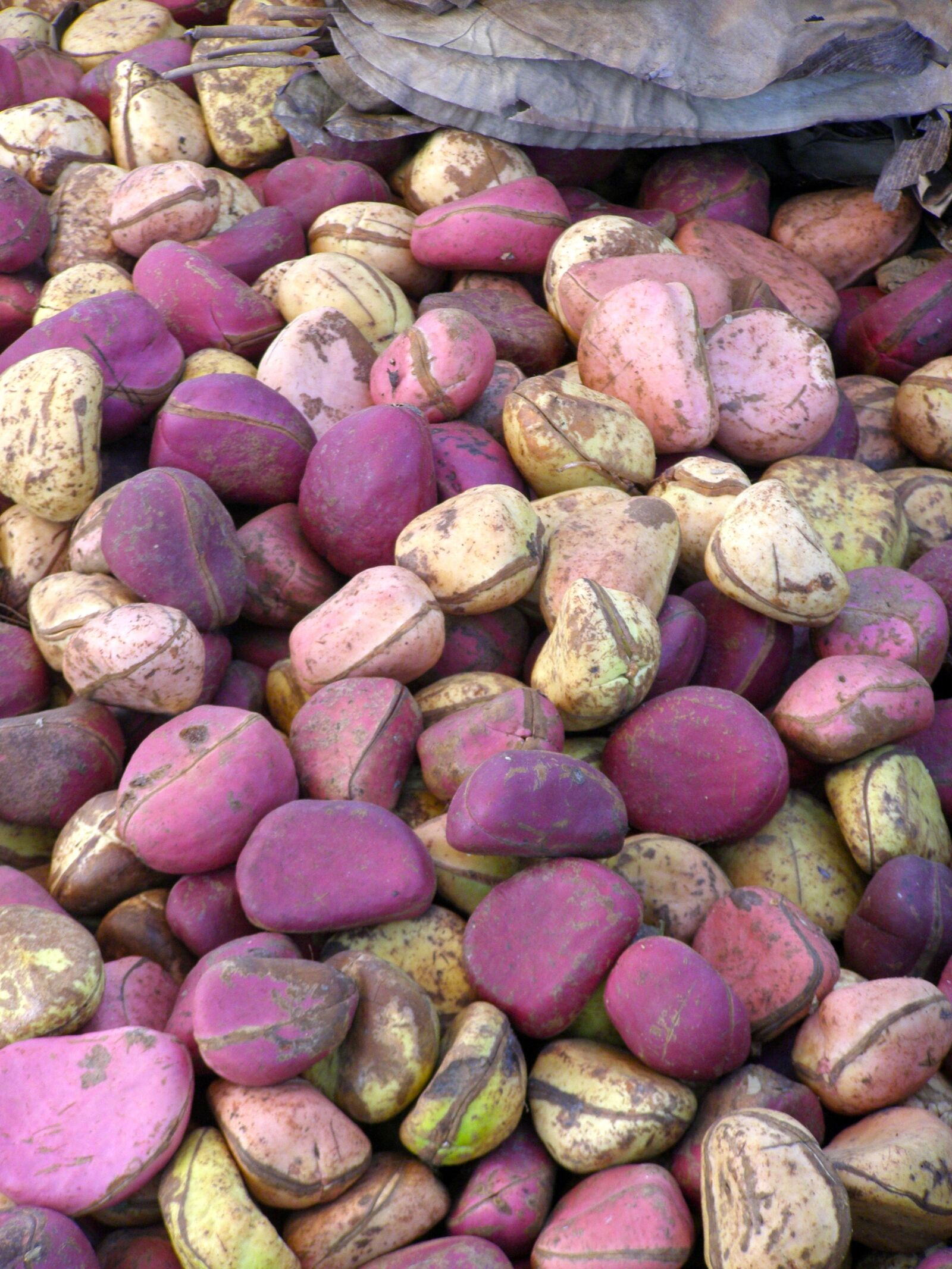 Olympus SP510UZ sample photo. Mali, nuts, kola photography