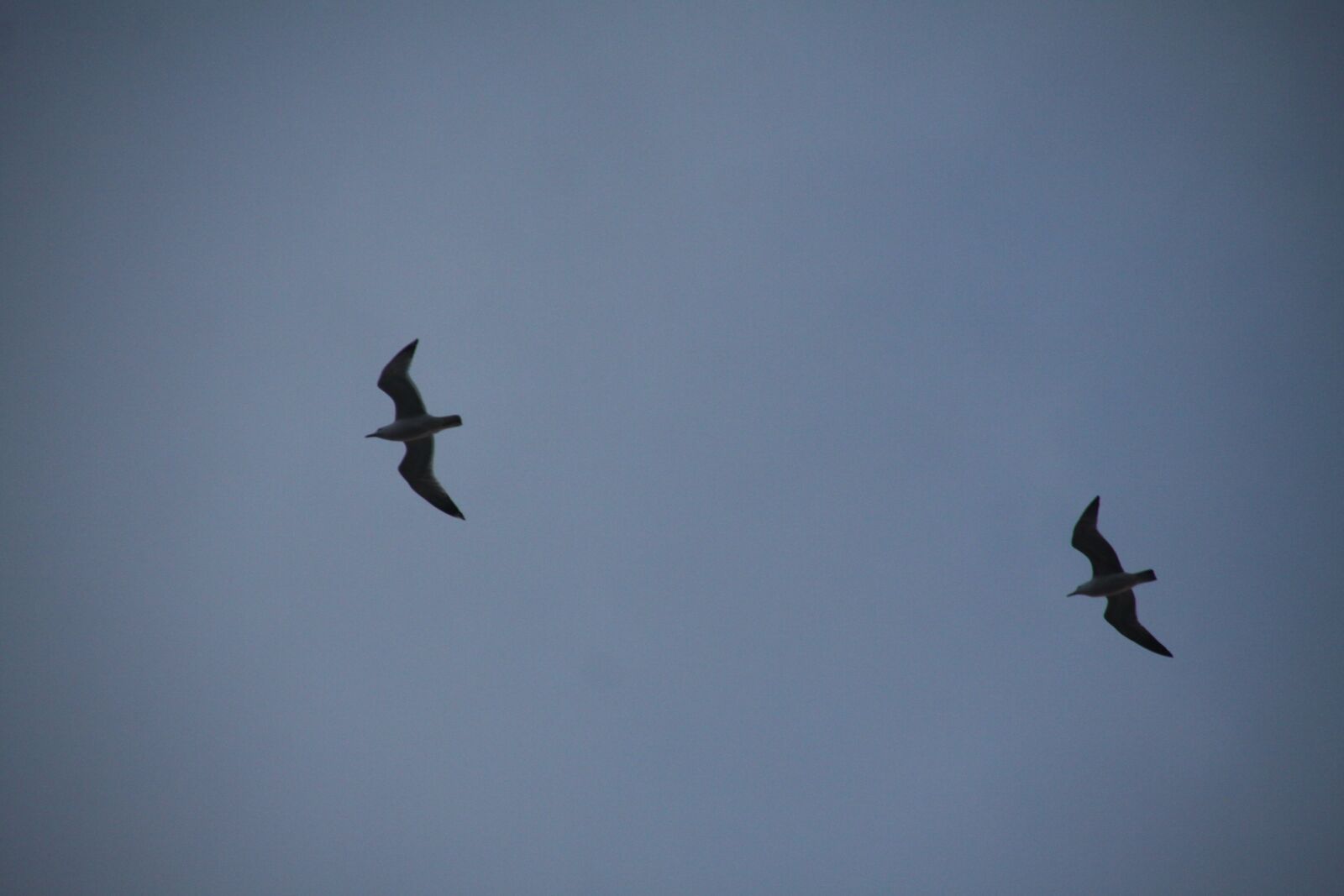 Canon EOS 50D sample photo. Gulls, sky, living nature photography