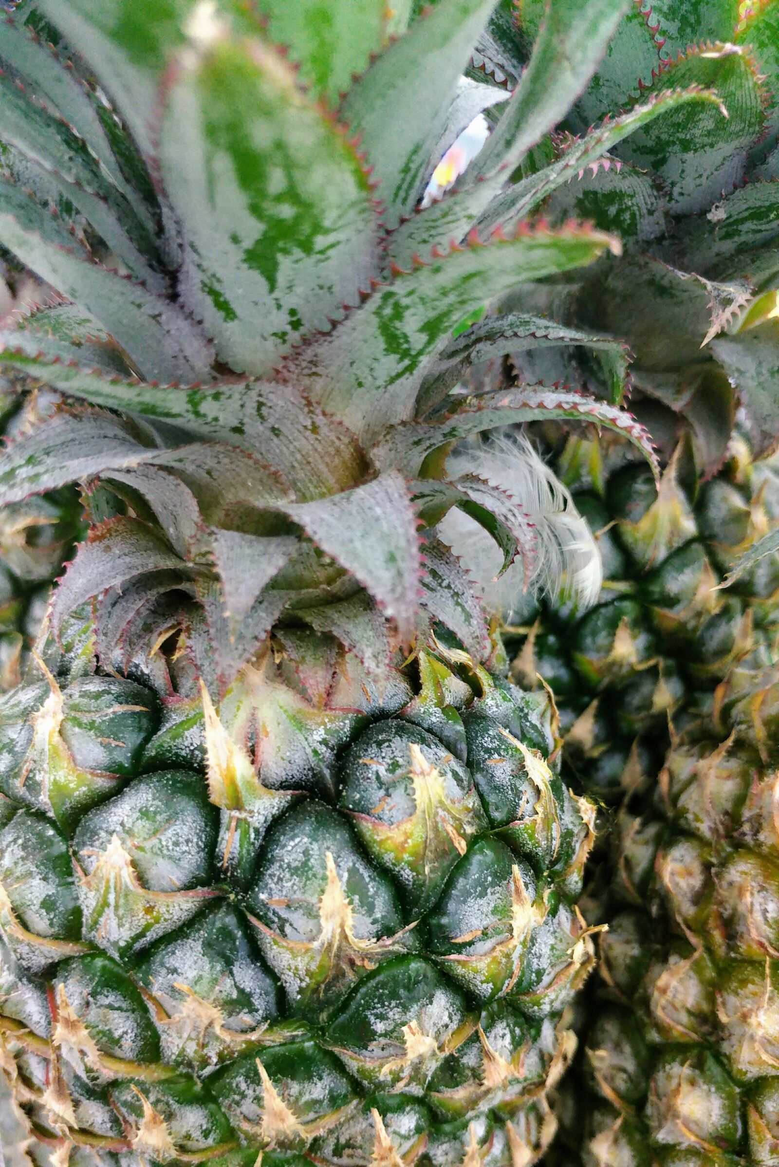 LG G5 sample photo. Pineapple, textures, spiked photography