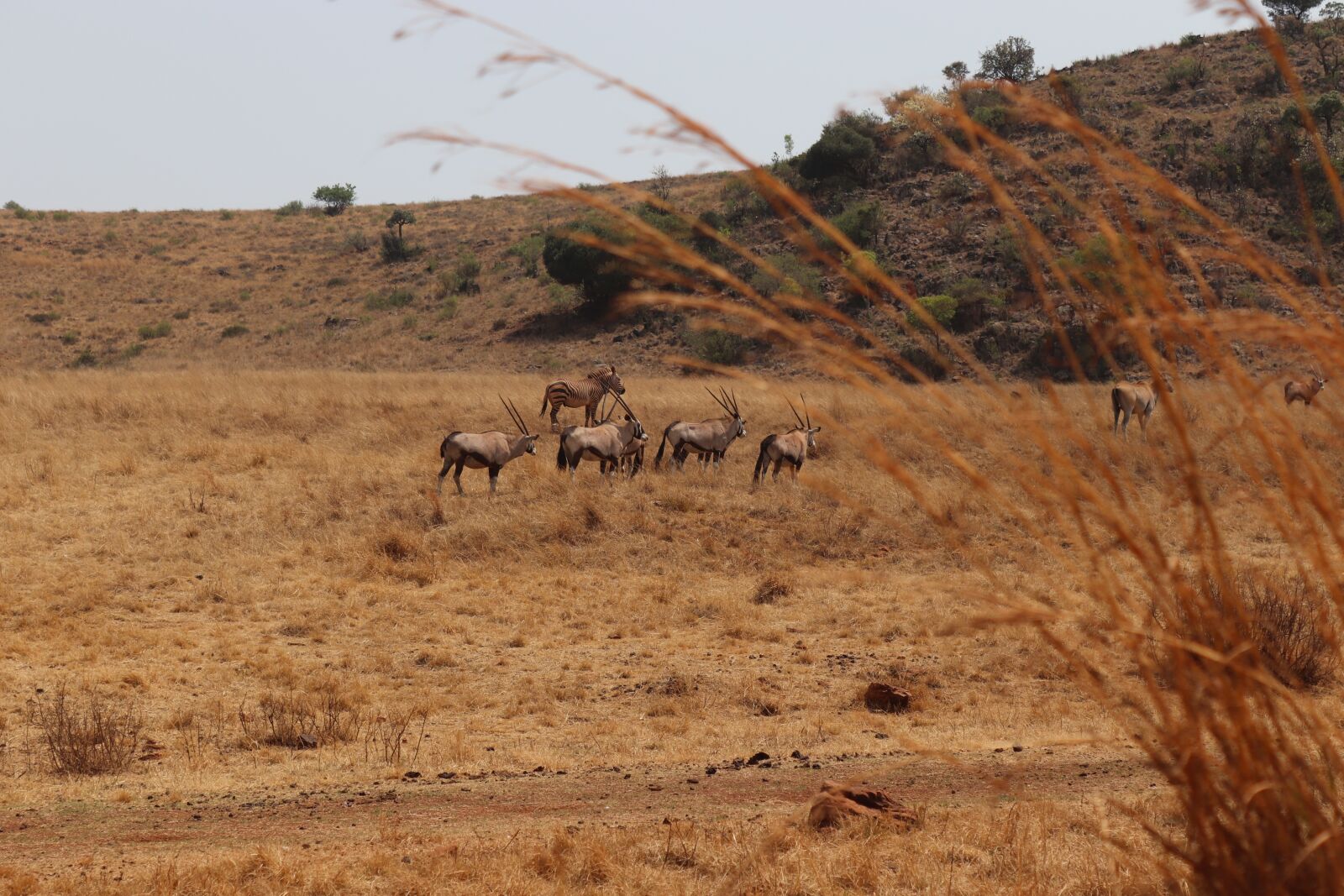 Canon EOS 200D (EOS Rebel SL2 / EOS Kiss X9) sample photo. Safari, africa, nature photography