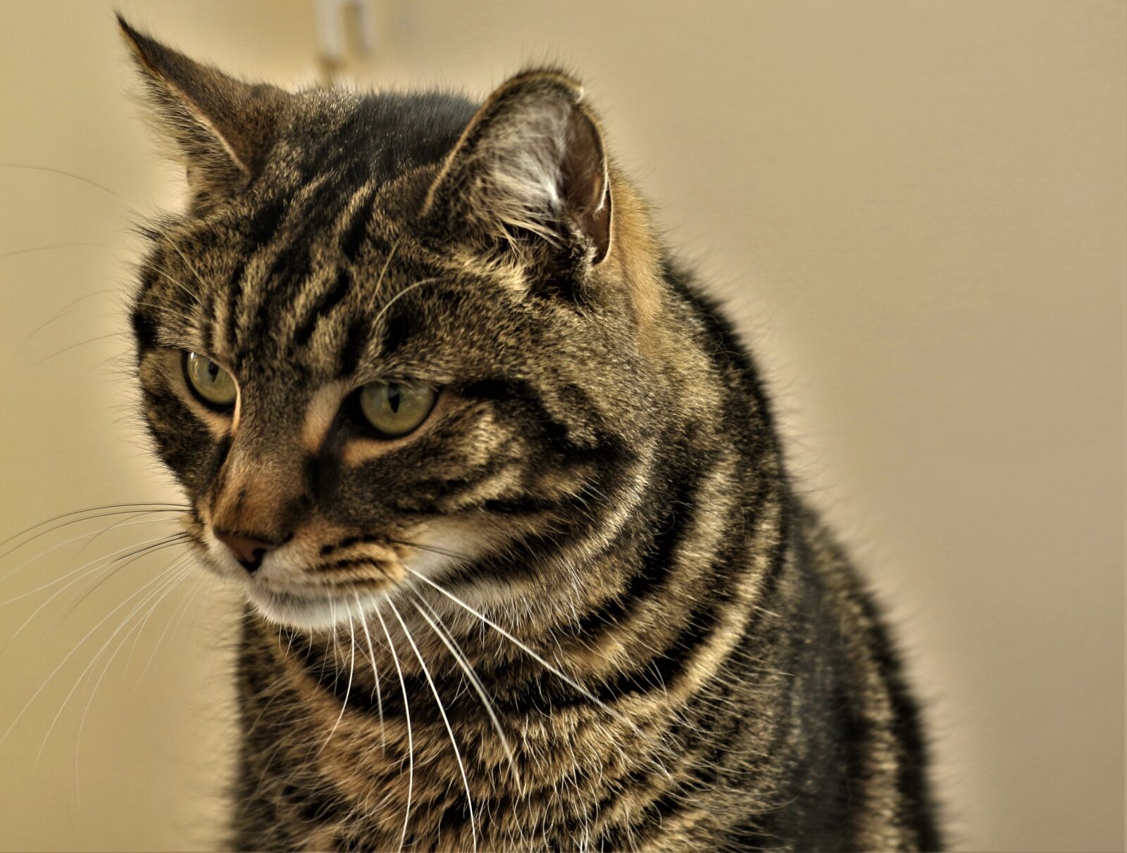 Canon EOS 7D Mark II sample photo. Cat, starring, looking photography