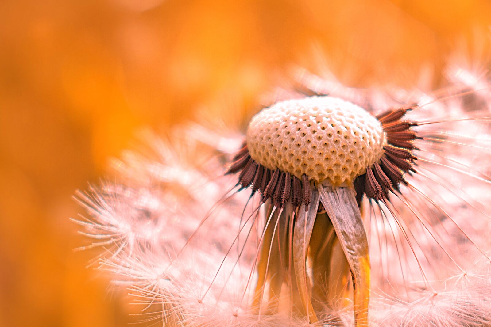 Nikon D3300 sample photo. Dandelion, nature, spring photography