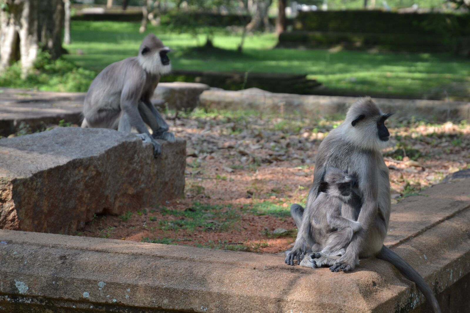 Nikon D3100 sample photo. Sri lanka, monkey, park photography