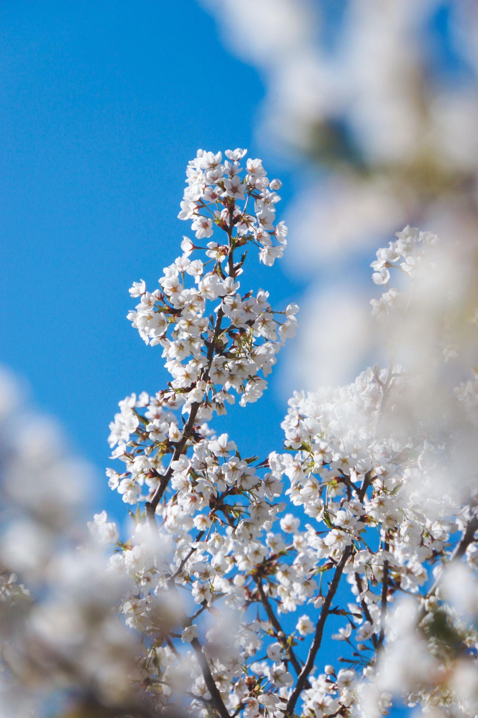 Sony Alpha NEX-7 sample photo. Cherry blossom, flower, spring photography