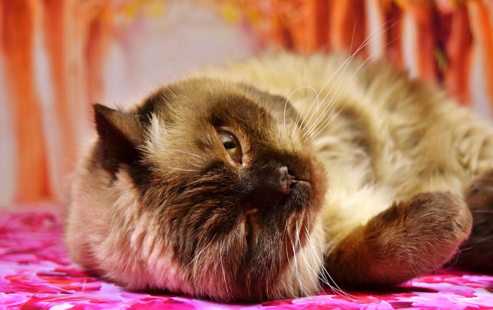 Nikon D7200 sample photo. British shorthair, cat, concerns photography