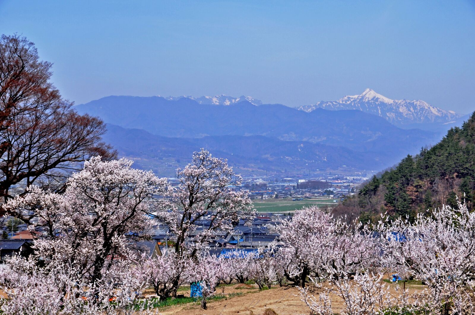 Nikon D90 sample photo. Anzu no sato, flowers photography