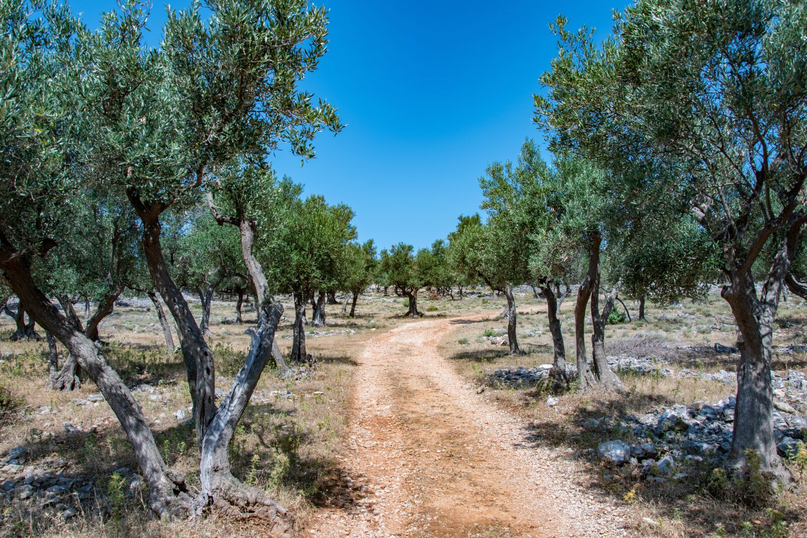 Nikon D5600 sample photo. Croatia, cres, olive trees photography