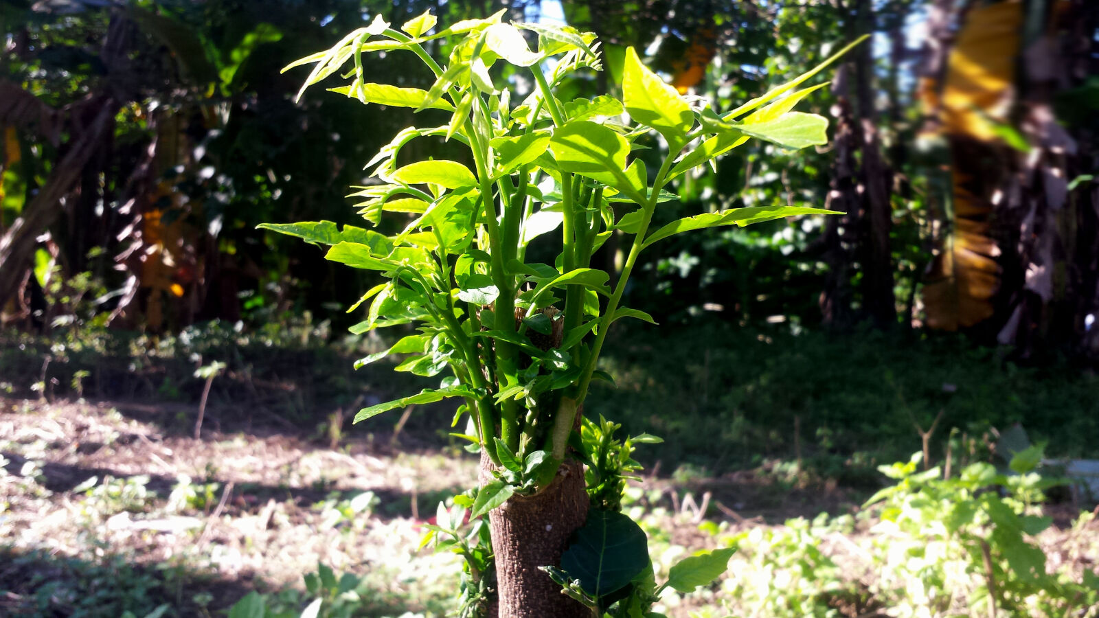Samsung Galaxy S4 sample photo