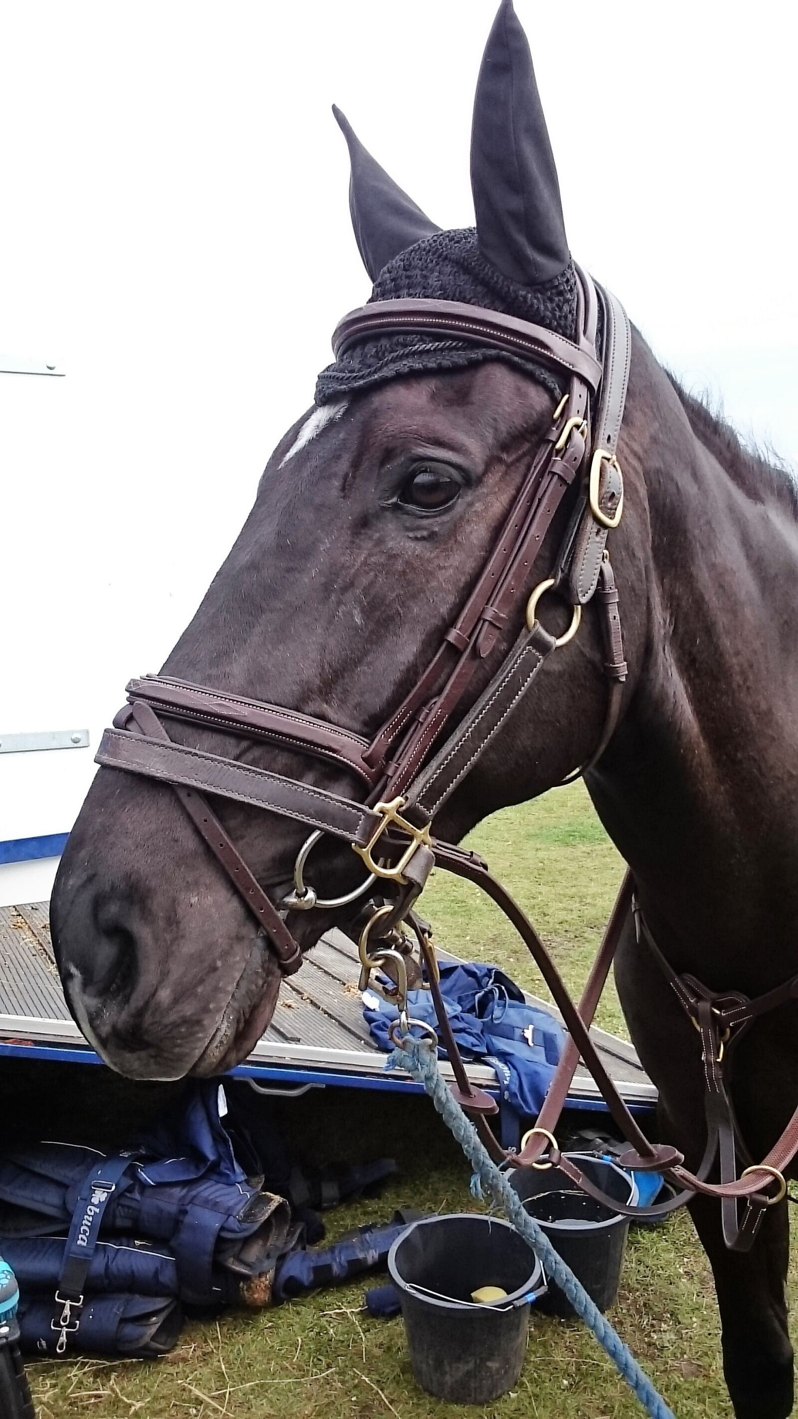 Sony Xperia Z Ultra sample photo. Horse, horse trials, cross photography