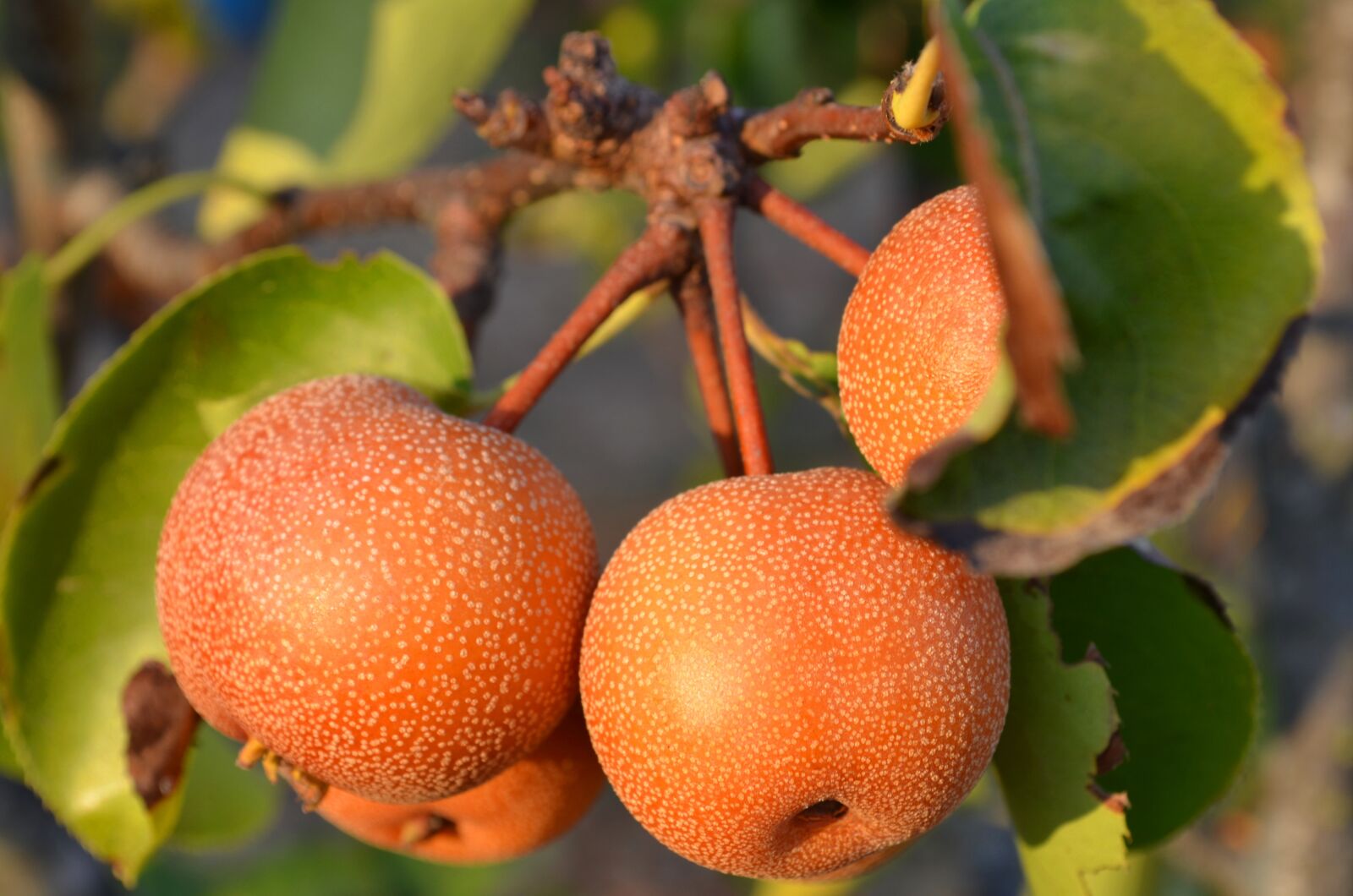 Nikon D5100 sample photo. Pears, pears nashi, pears photography