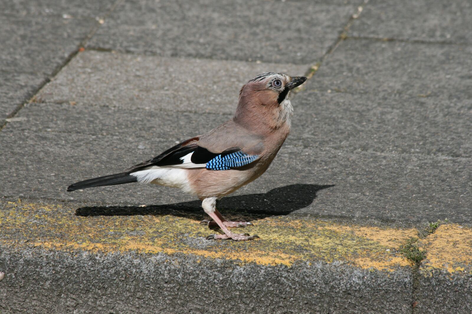 Canon EOS 400D (EOS Digital Rebel XTi / EOS Kiss Digital X) sample photo. Jay, bird, pavement photography