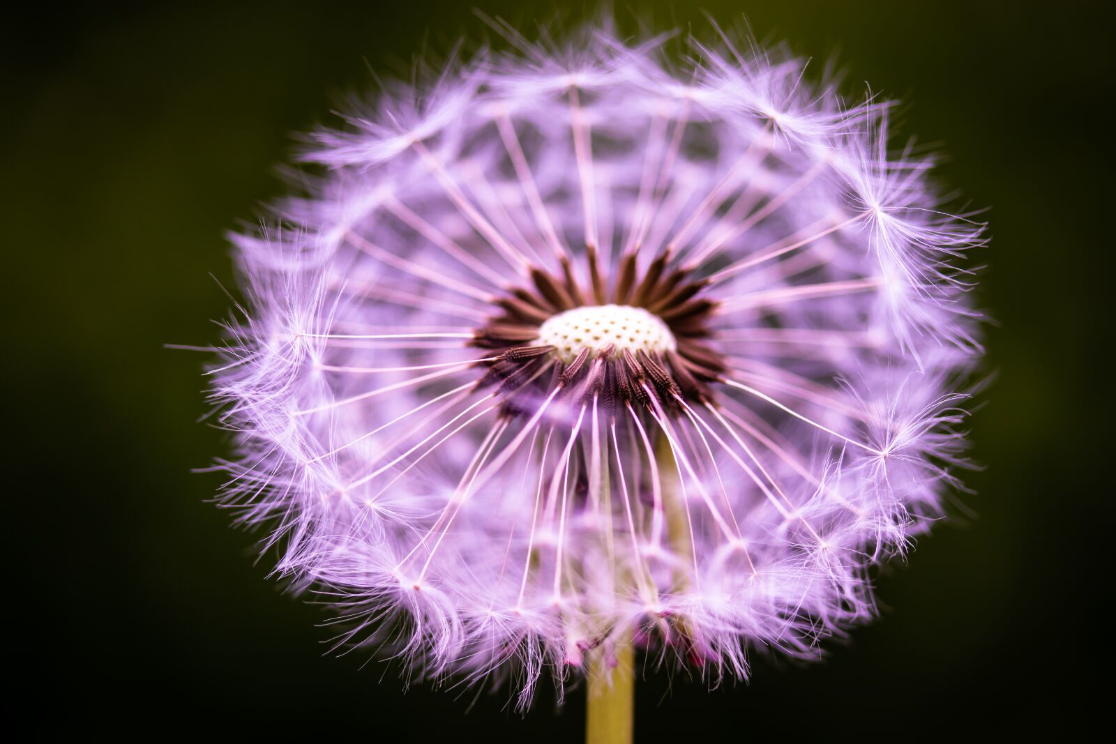 Canon EF-S 60mm F2.8 Macro USM sample photo. Dandelion, flower, seeds photography