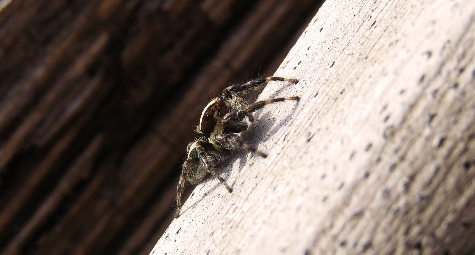 Canon PowerShot SX50 HS sample photo. Insect, nature, spider photography