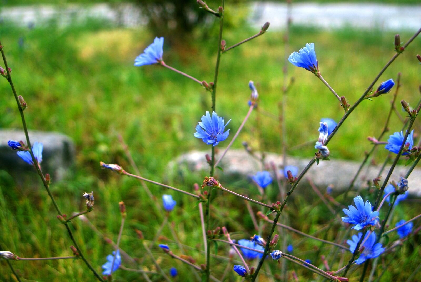 Sony Alpha DSLR-A200 sample photo. Author, skibka, photo photography