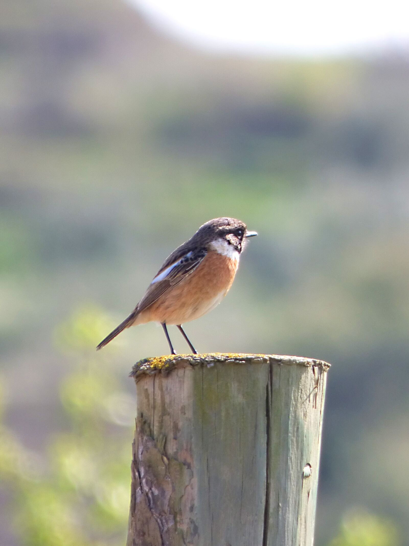 Panasonic Lumix DMC-FZ70 sample photo. Redstart, phoenicurus phoenicurus, bird photography