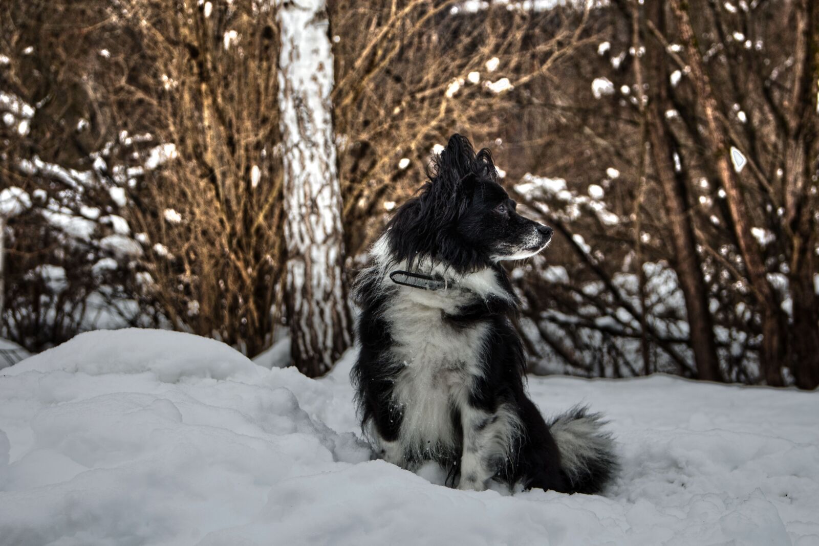 Canon EOS 700D (EOS Rebel T5i / EOS Kiss X7i) sample photo. Dog, snow, winter photography