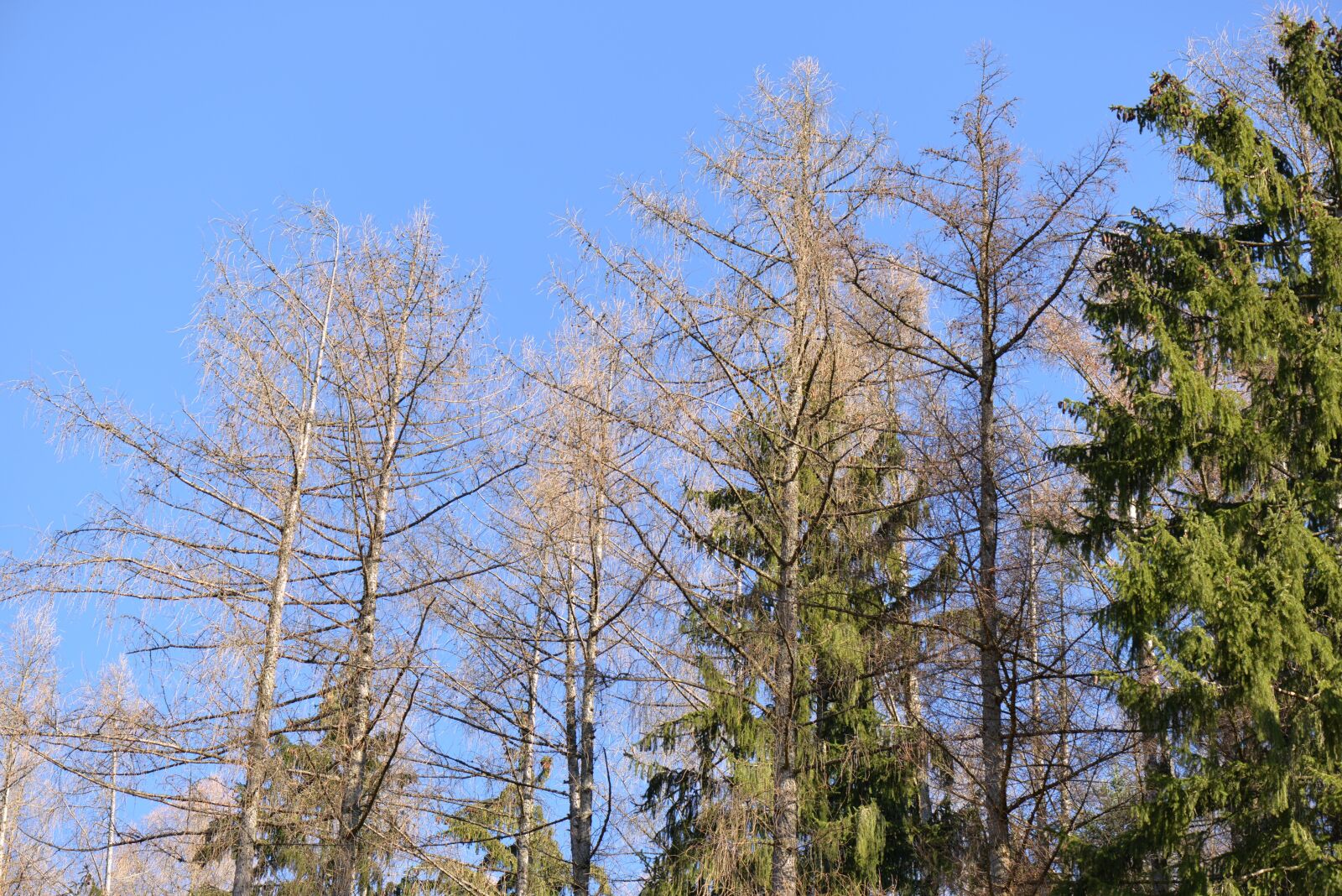Nikon D610 sample photo. Trees, forest, perspective photography